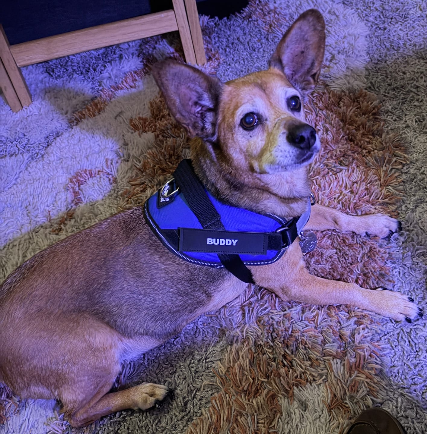 Customer photo review of Dogshood ™ No Pull Harness