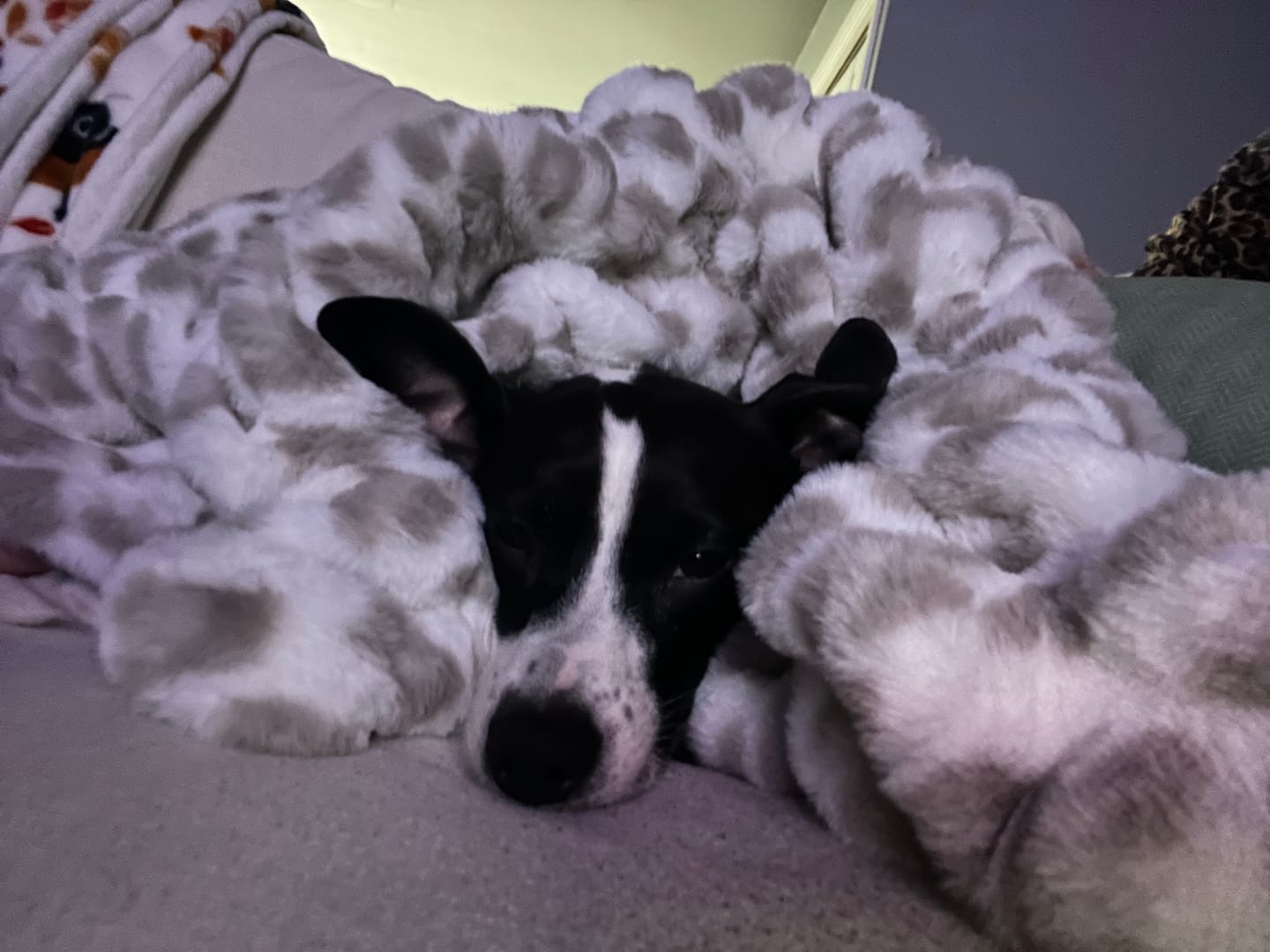 Customer photo review of Hugs Snow Leopard Blanket