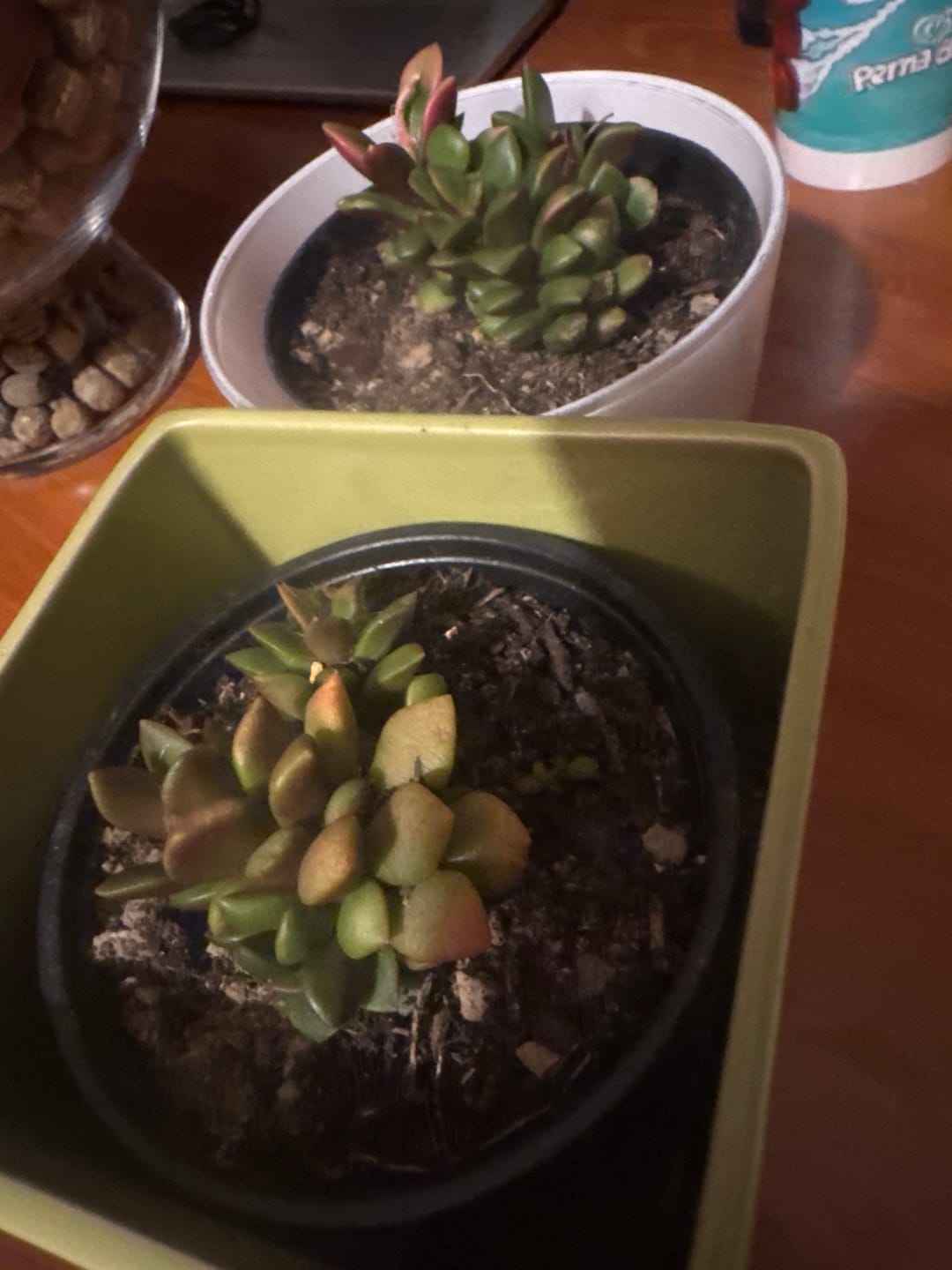 Customer photo review of Anacampseros rufescens variegata