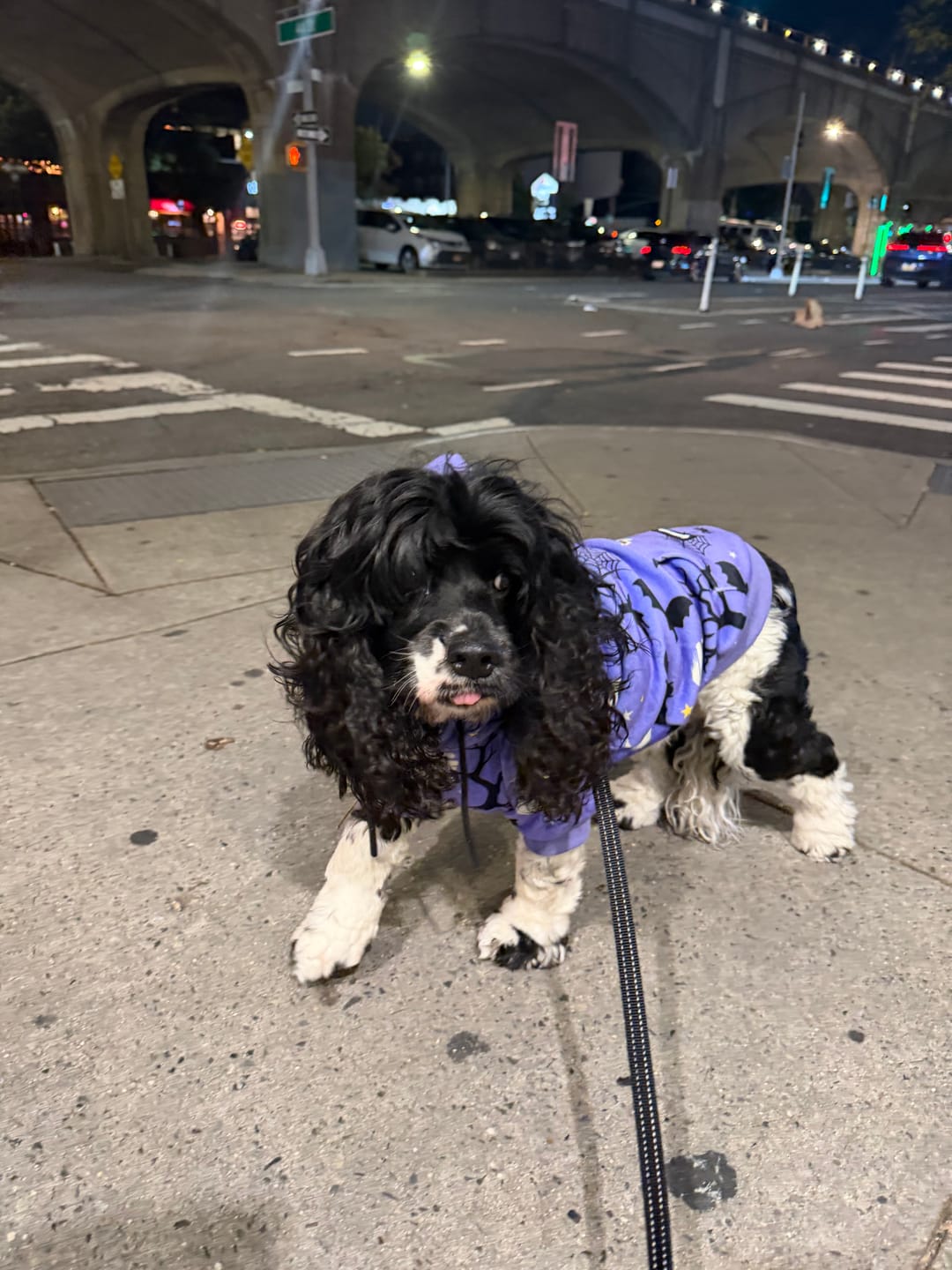 Customer photo review of Halloween Dog Hoodie - Purple