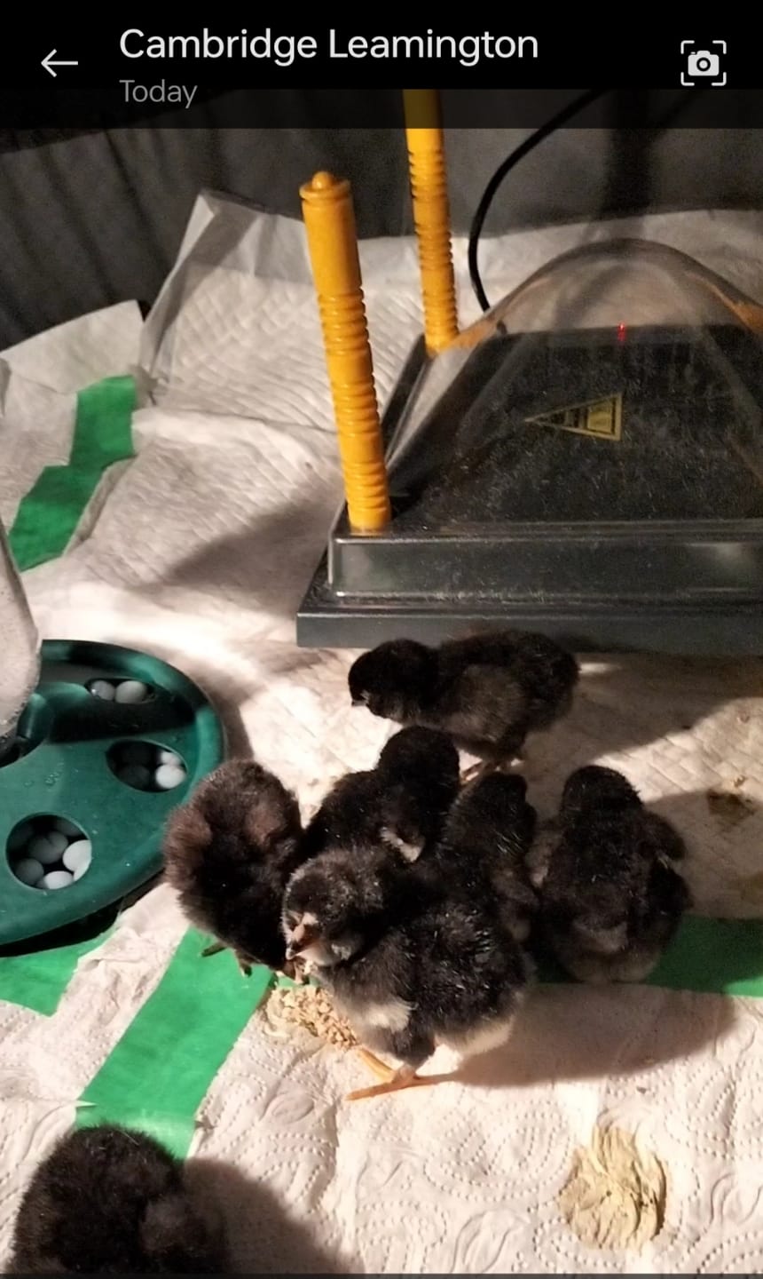 Customer photo review of Chick Brooder Pop Up Large 10-15 chicks