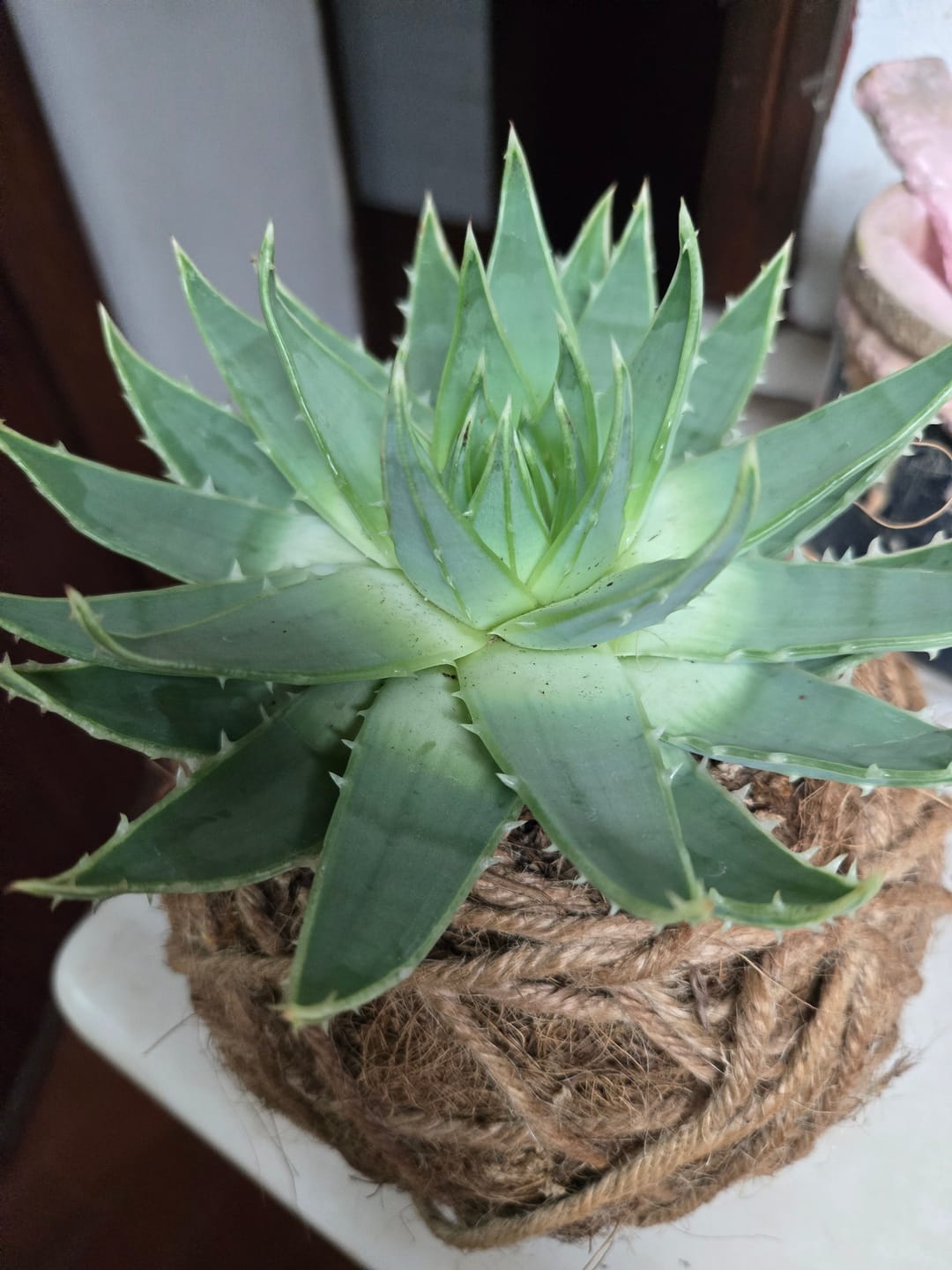 Customer photo review of Aloe polyphylla