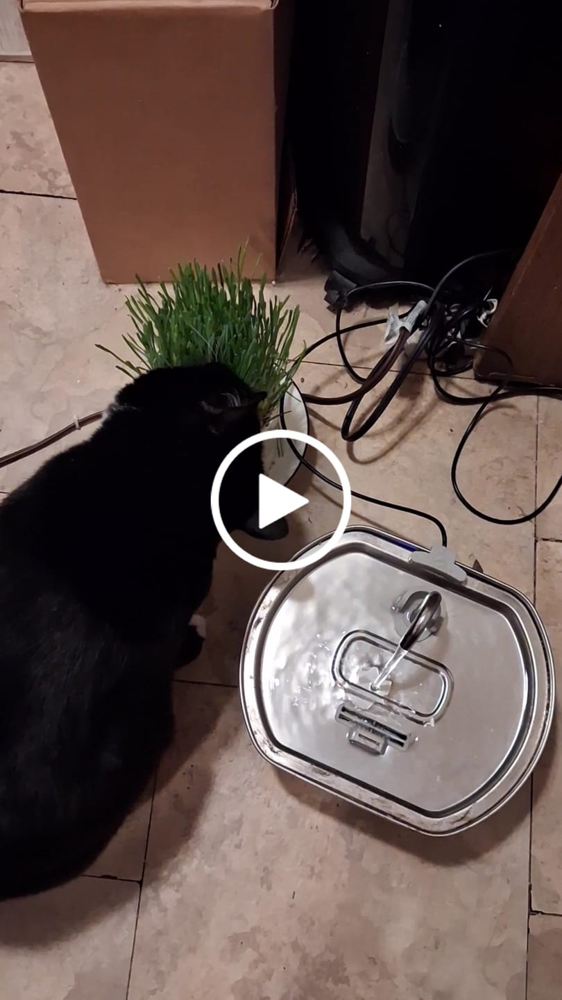 Customer video review of Michu All-in-One Soil-Free Cat Grass Grow Kit - Made In USA
