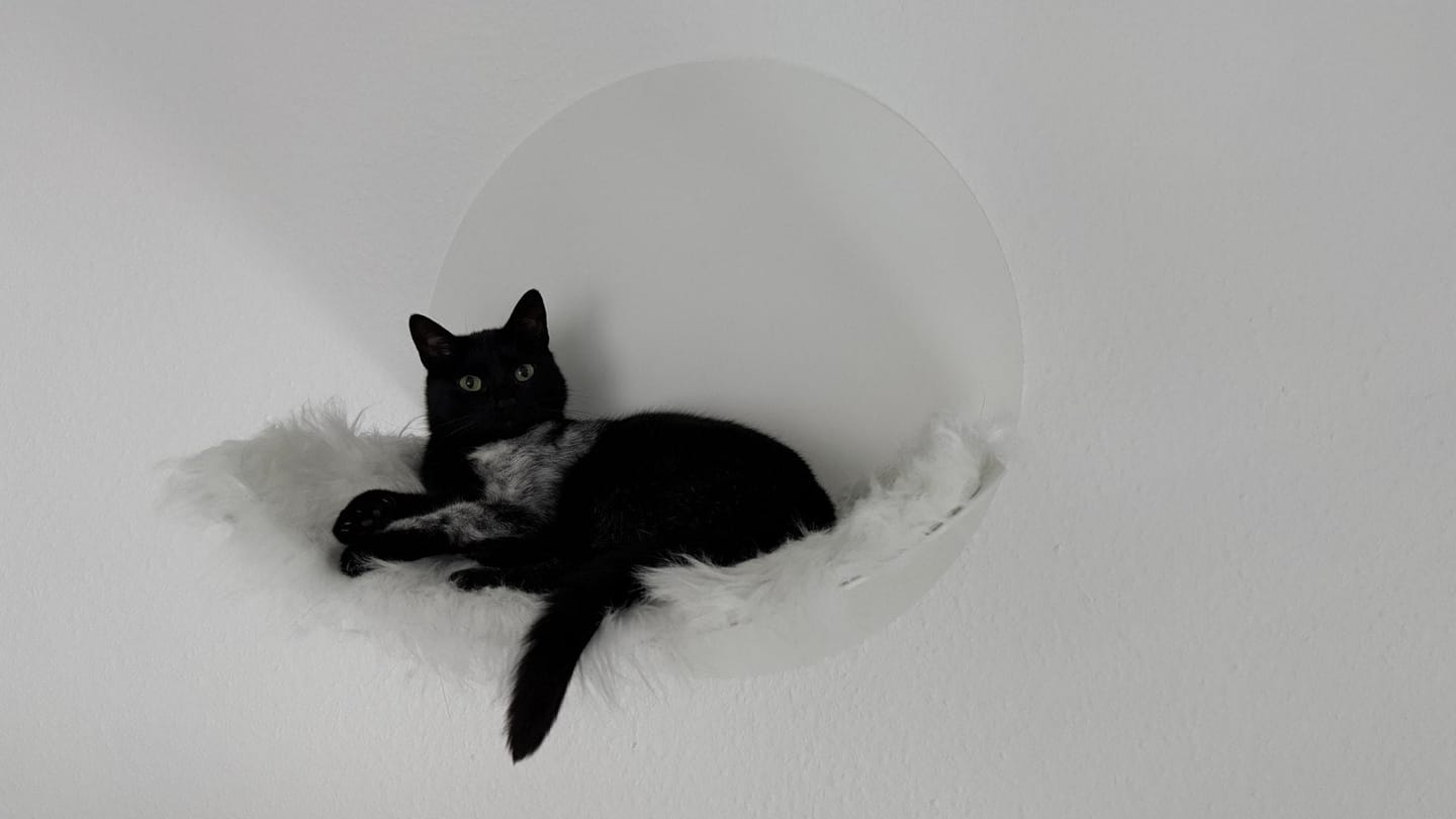 Customer photo review of STYA Katzen Kletterwand | Hängematte WL110