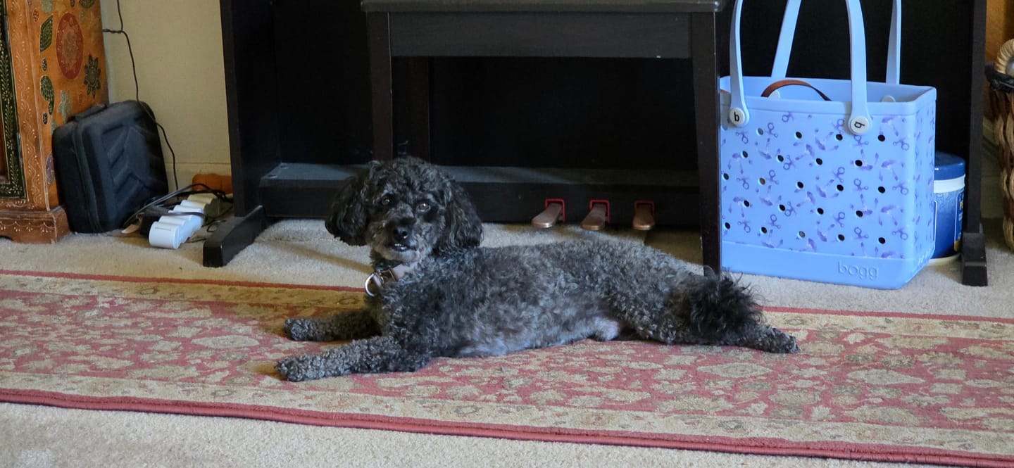 Customer photo review of FurLife™ - 8 Months All Natural Flea and Tick Collar for Dogs