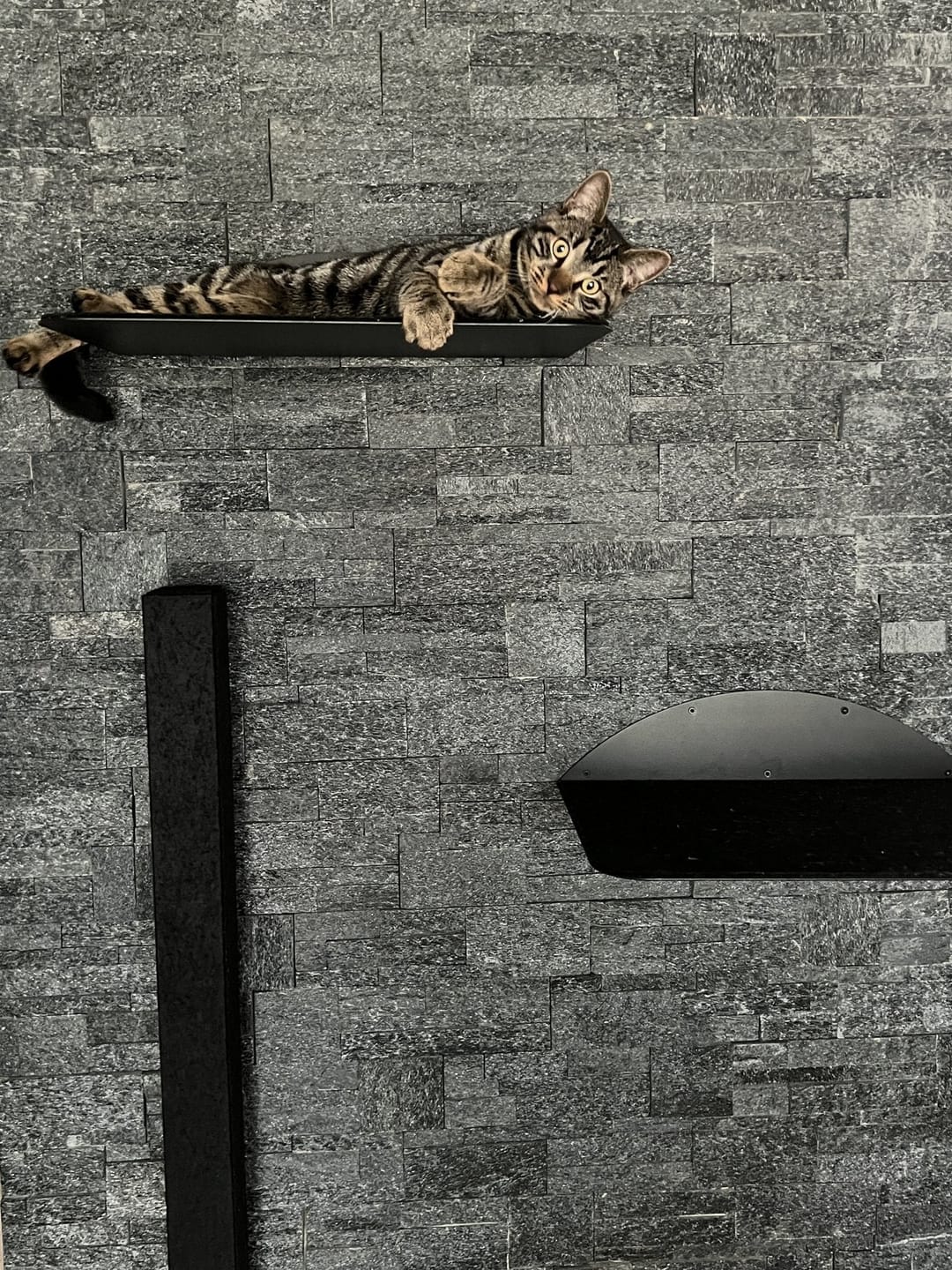 Customer photo review of STYA Katzen Kletterwand | Wandliege WL350