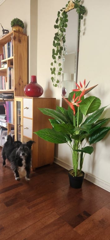 Customer photo review of Isadora · Planta Ave del Paraíso 100cm