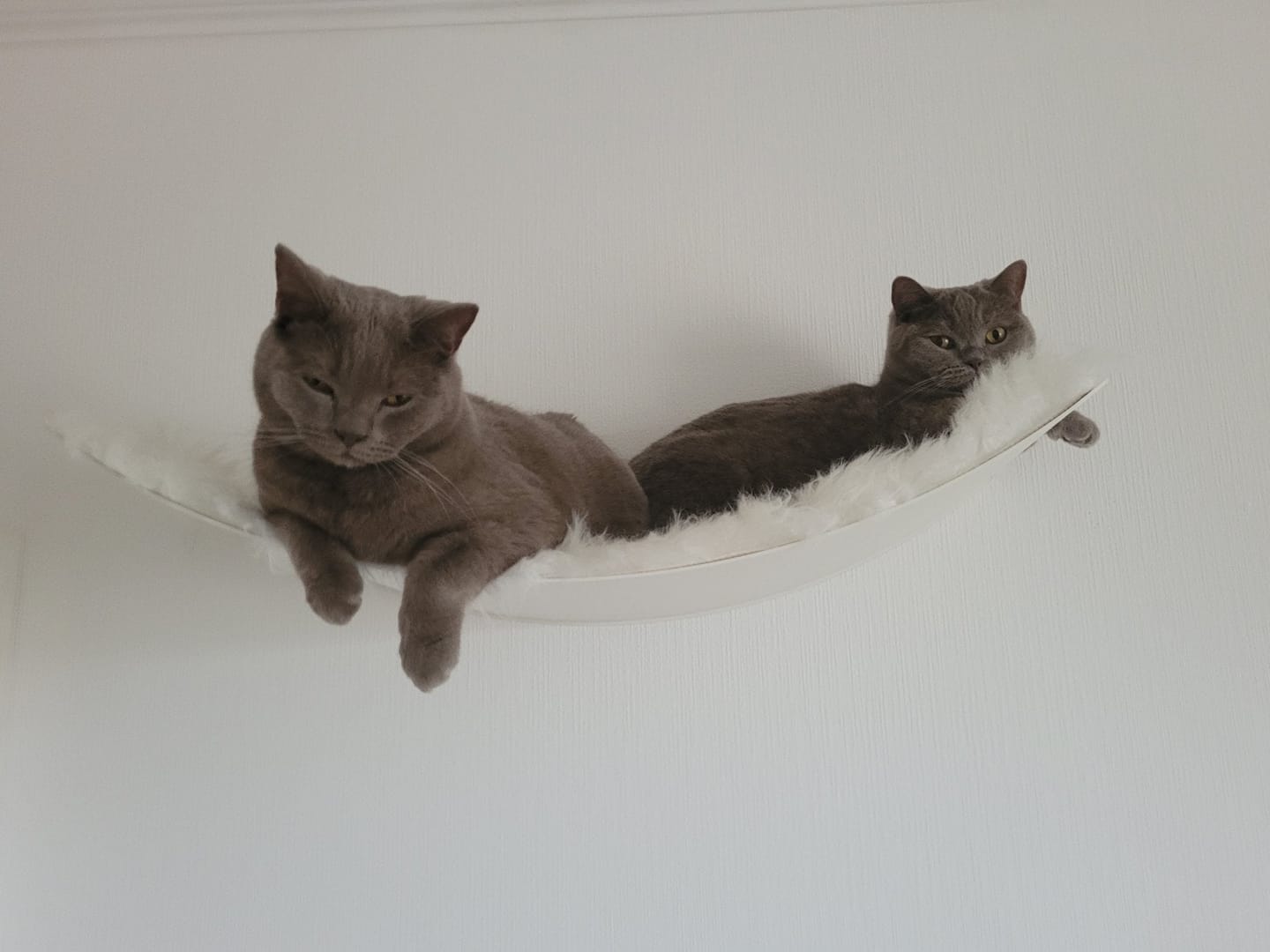 Customer photo review of STYA Katzen Kletterwand | Set Minimalist Hängematte XXL | Linie WL100