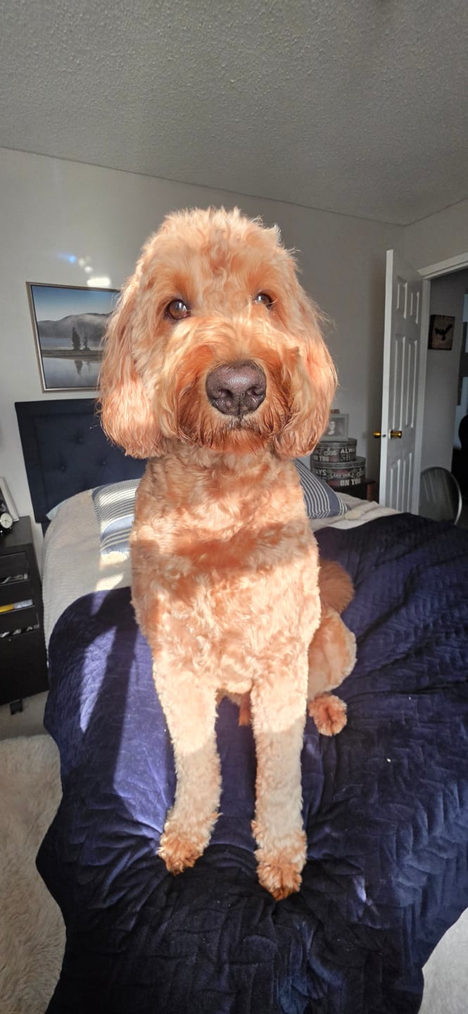 Customer photo review of Small Bully Stick Ring