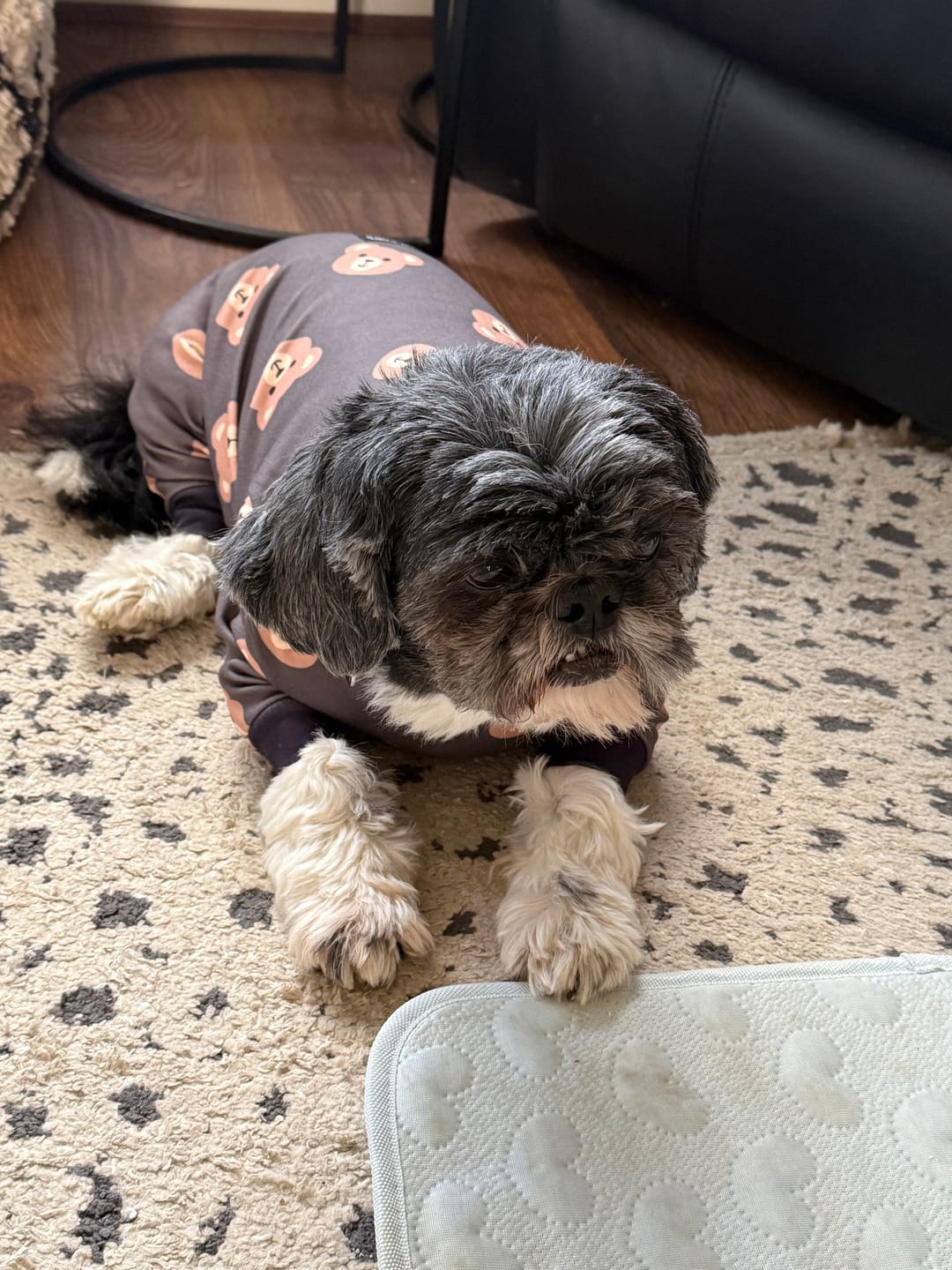 Customer photo review of Dog Pajama - Bear Black