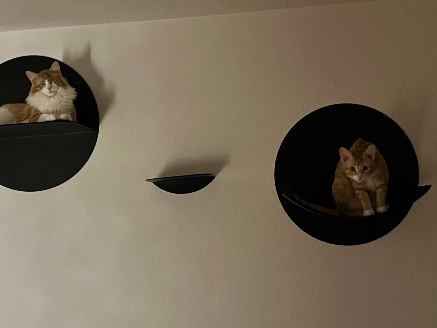 Customer photo review of STYA Katzen Kletterwand | Hängematte WL110