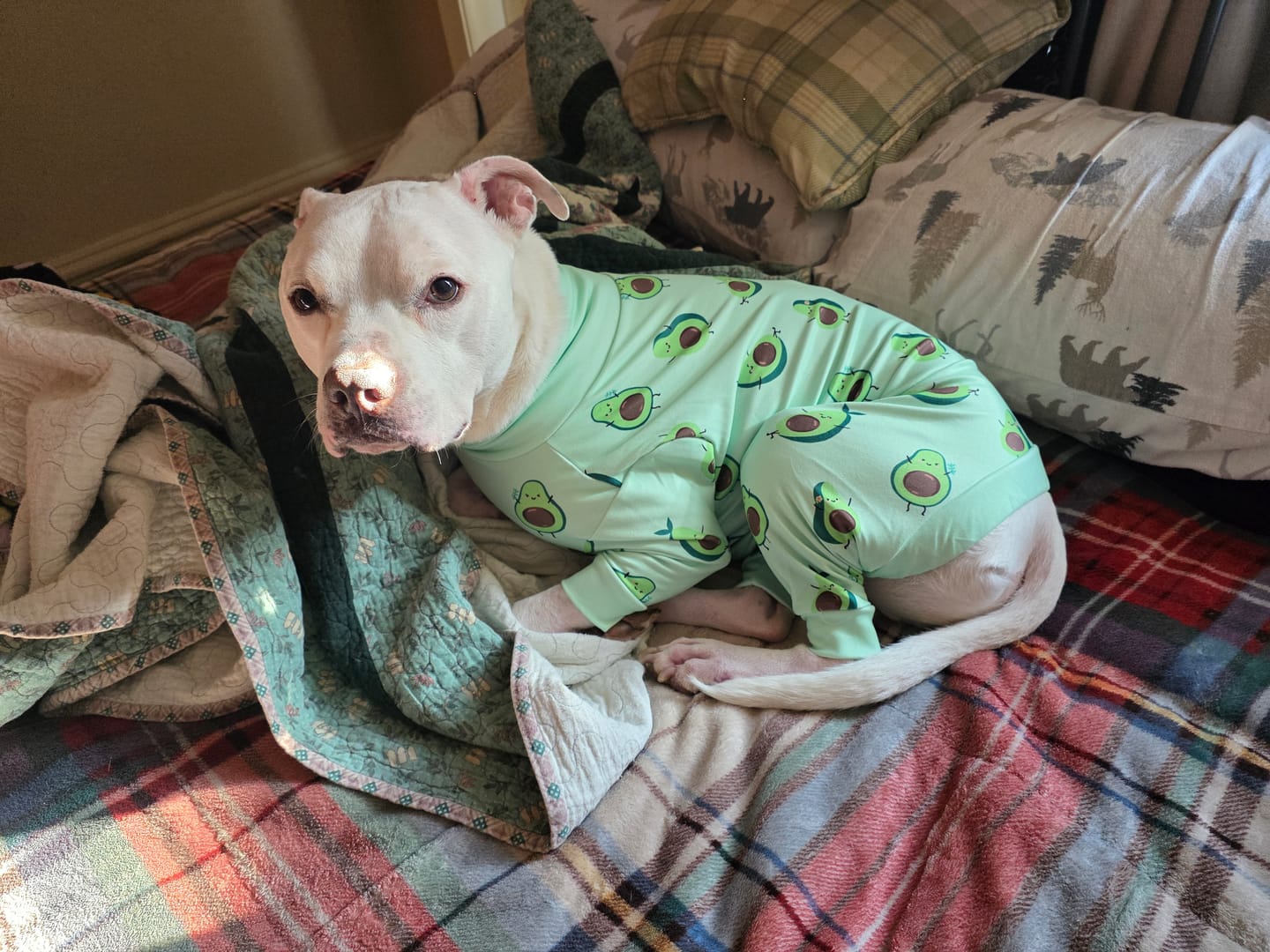 Customer photo review of Dog Pajama - Avocado