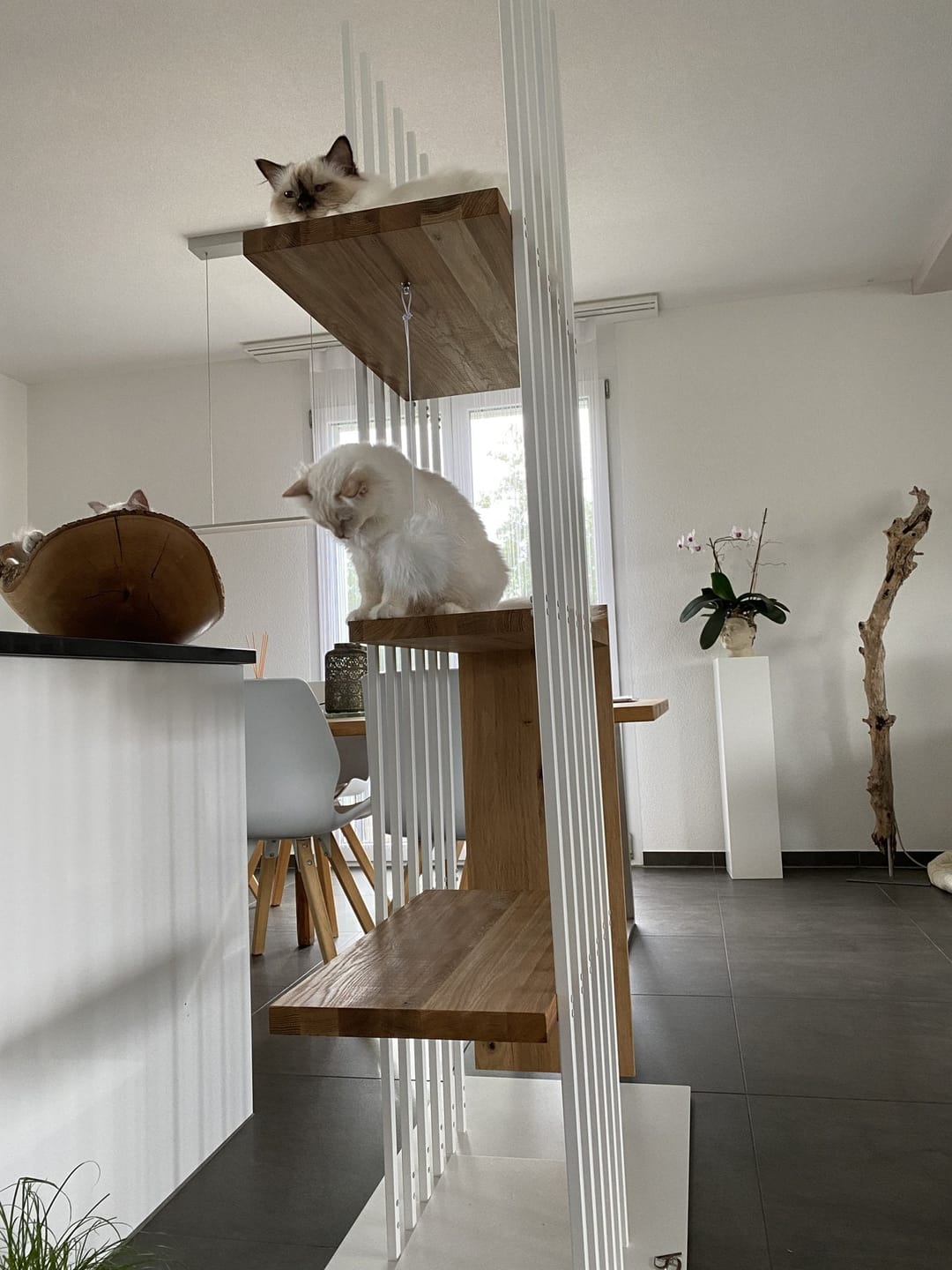 Customer photo review of STYA Katzen Kratzbaum MS210