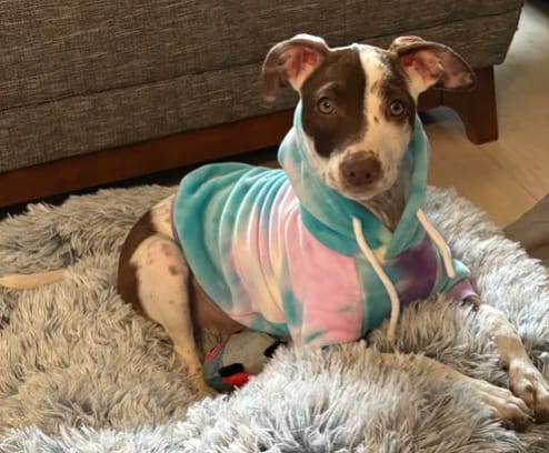 Customer photo review of Velvet Dog Hoodie - 90s Retro