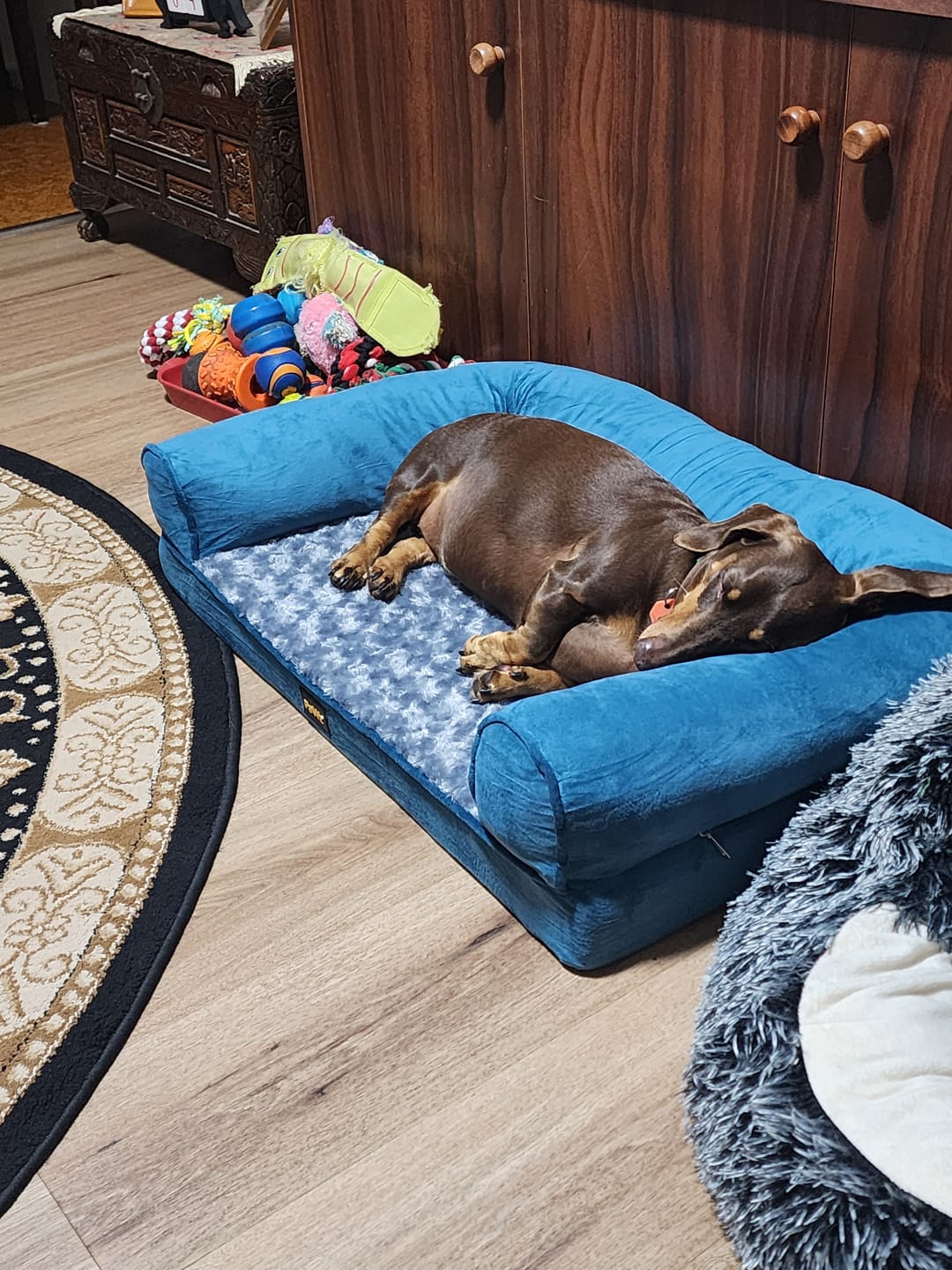 Customer photo review of Pet Sofa Bed