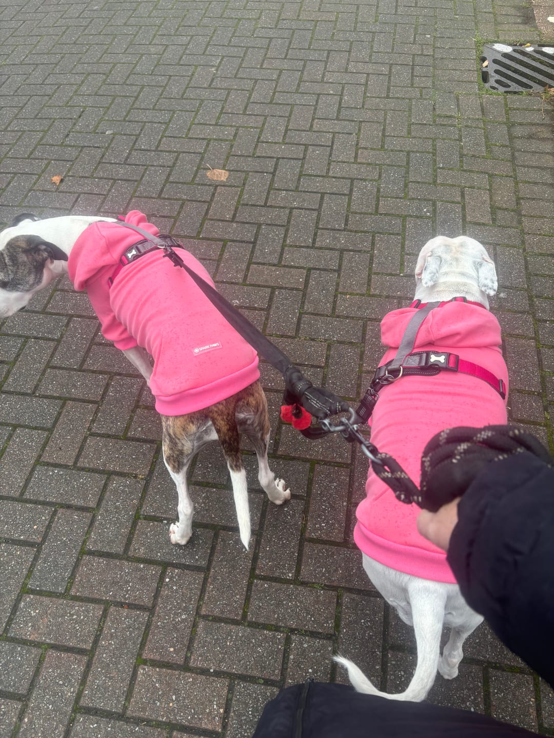 Customer photo review of Essential Dog Hoodie - Blush Pink
