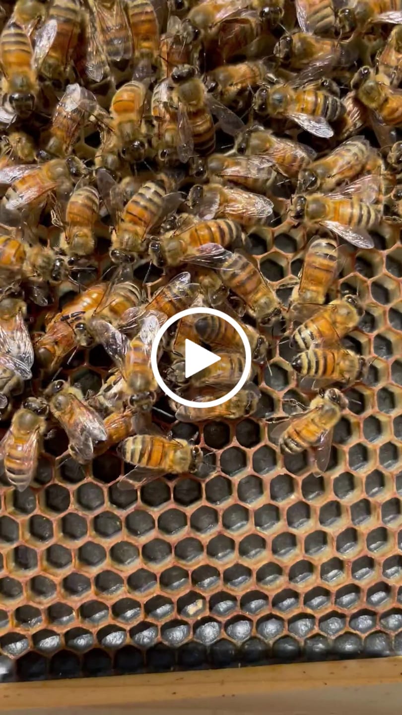 Customer video review of Plastic Bee Foundations