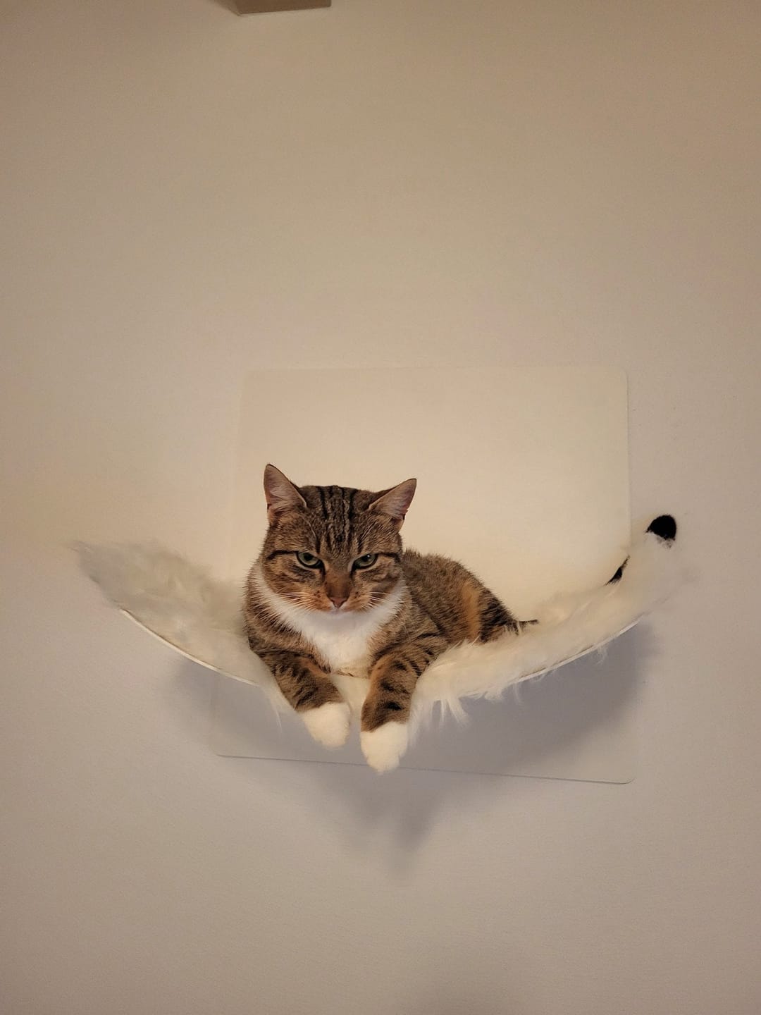 Customer photo review of STYA Katzen Kletterwand | Hängematte WL310