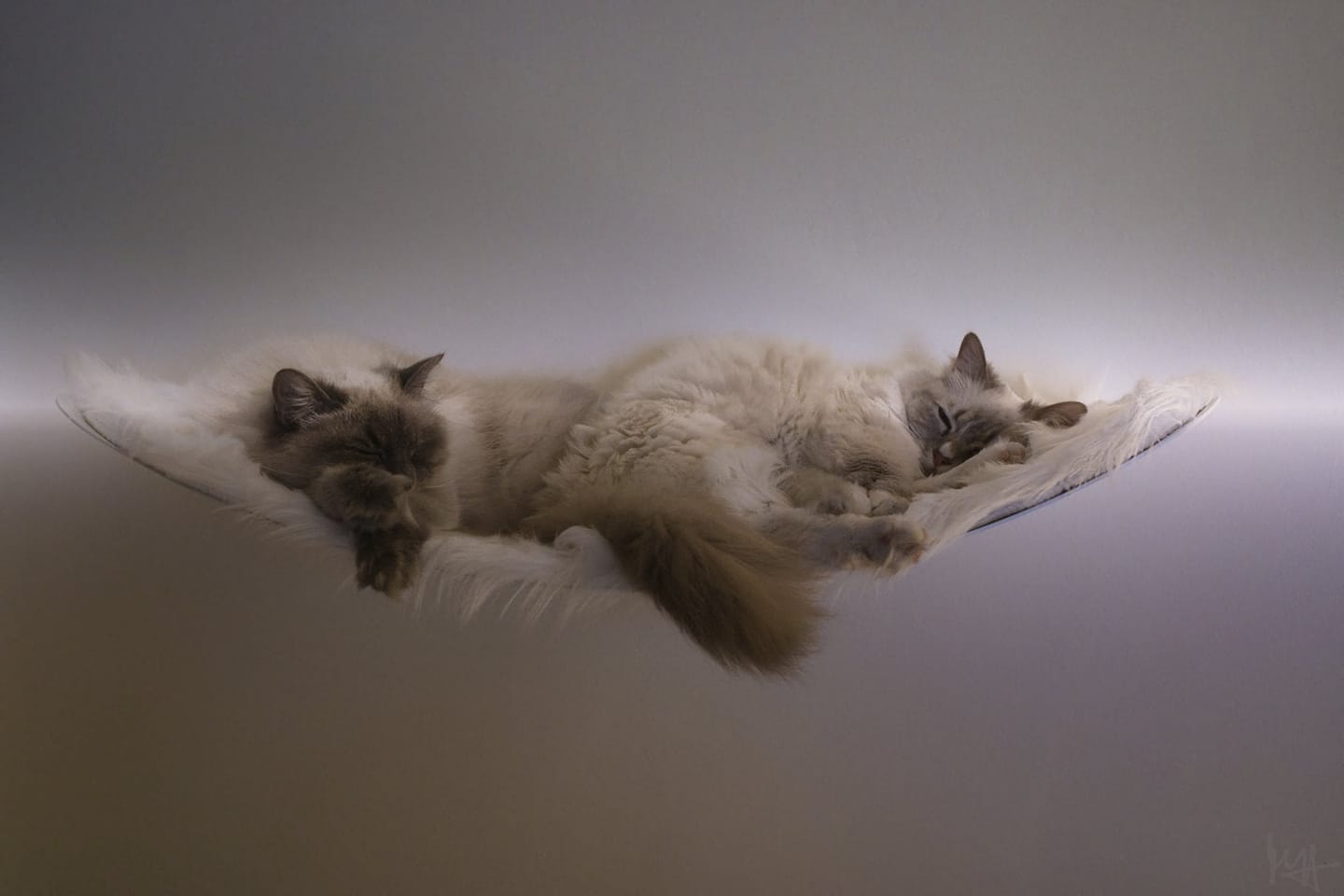Customer photo review of STYA Katzen Kletterwand | XXL Hängematte WL170