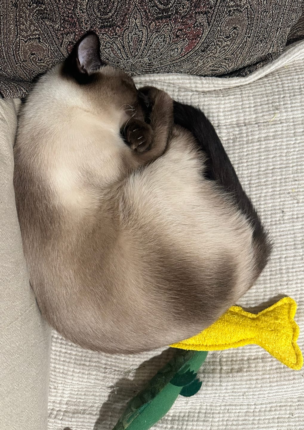 Customer photo review of Little Birds - Luxury Cat Scratching Board