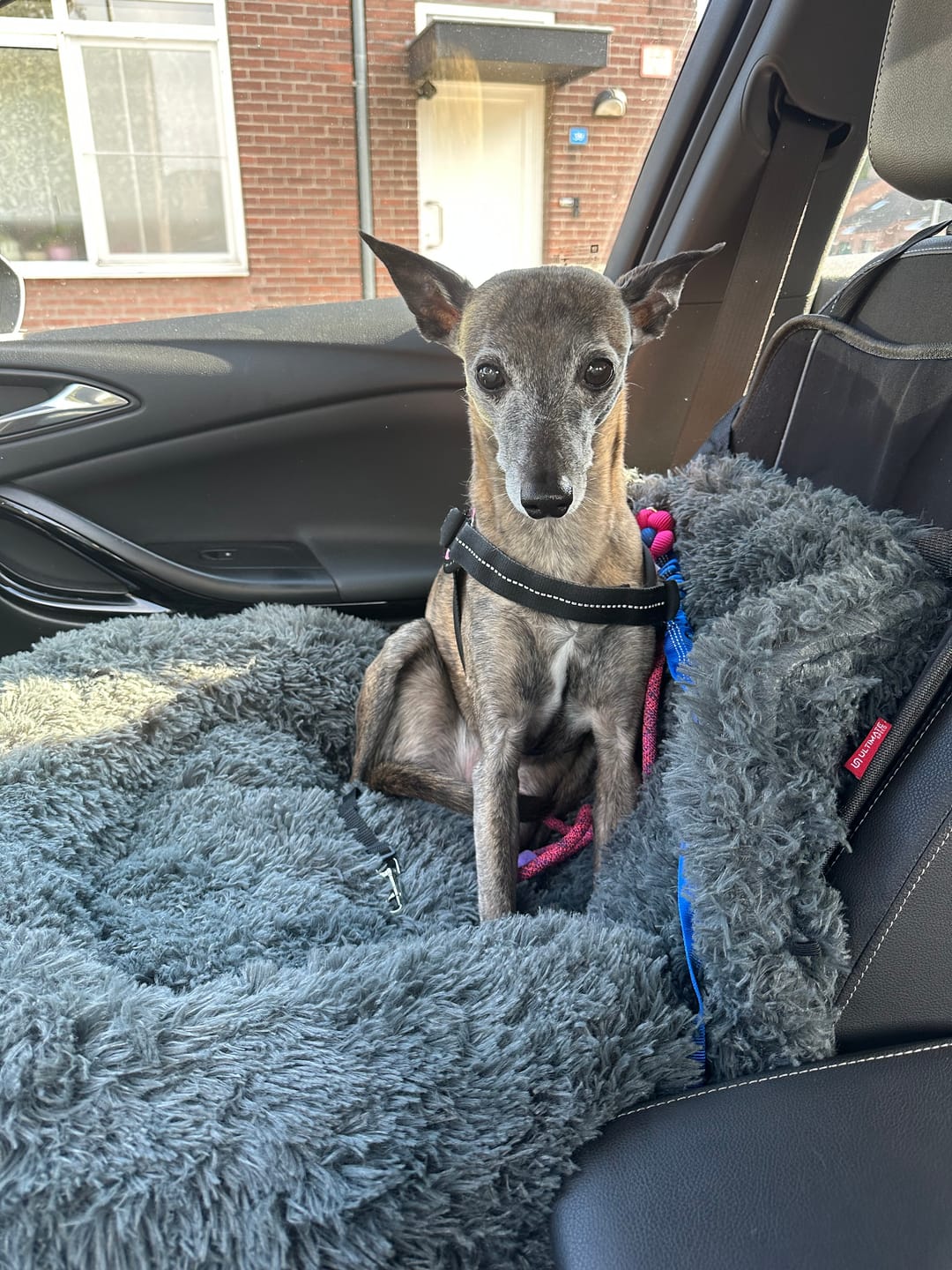 Customer photo review of Fluffy Autostoel (2-in-1)