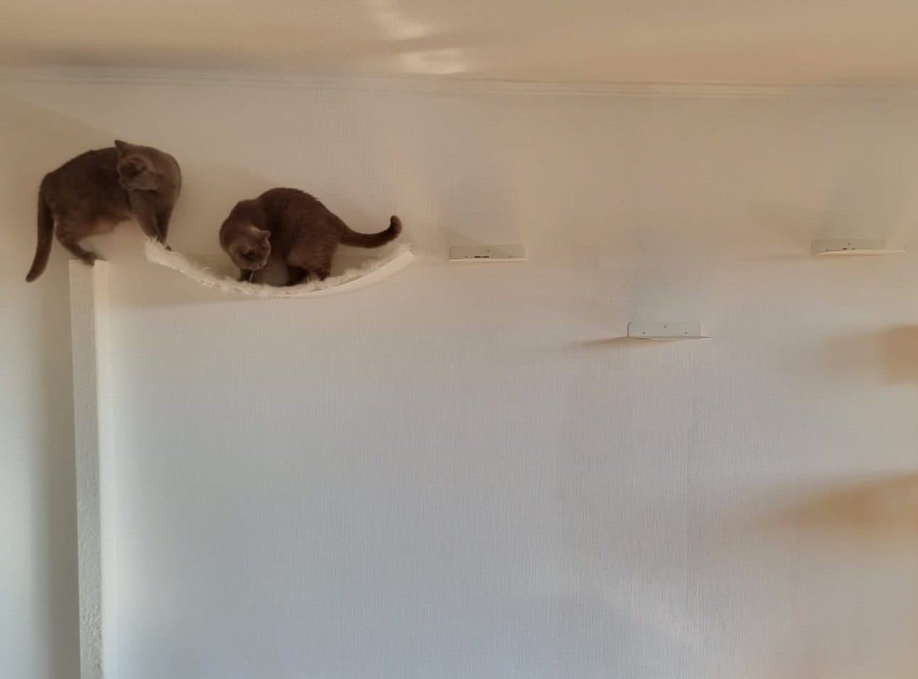 Customer photo review of STYA Katzen Kletterwand | Katzen Treppe WL140 | Mit 3 Stufen