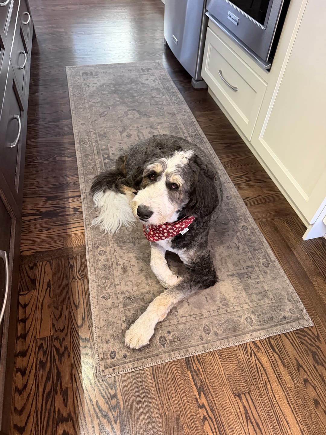 Customer photo review of 12 Inch Monster Bully Stick
