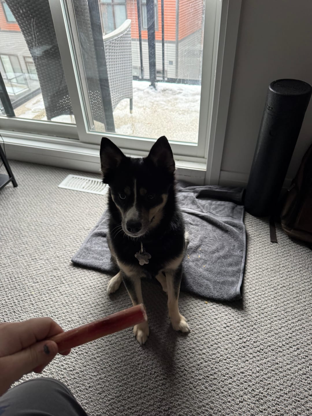Customer photo review of 6 Inch Standard Bully Stick