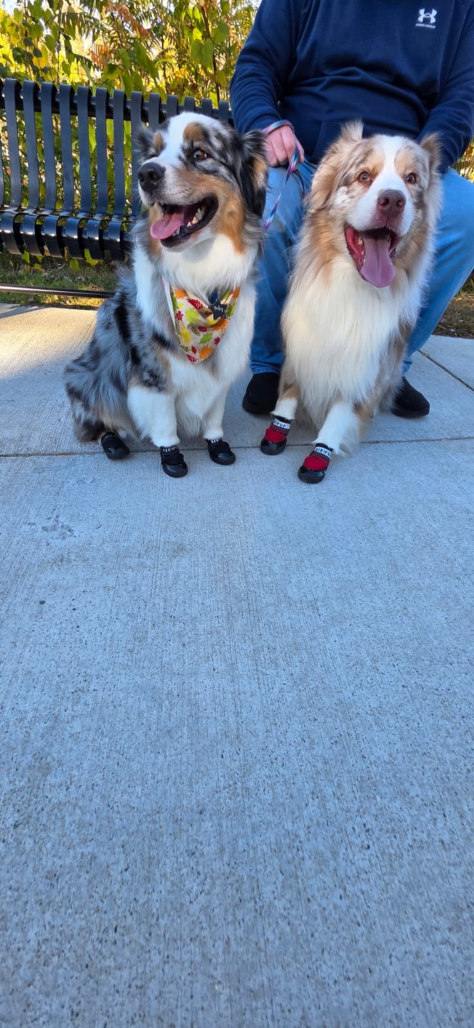 Customer photo from Lindsay J. of their dog in Air Pups