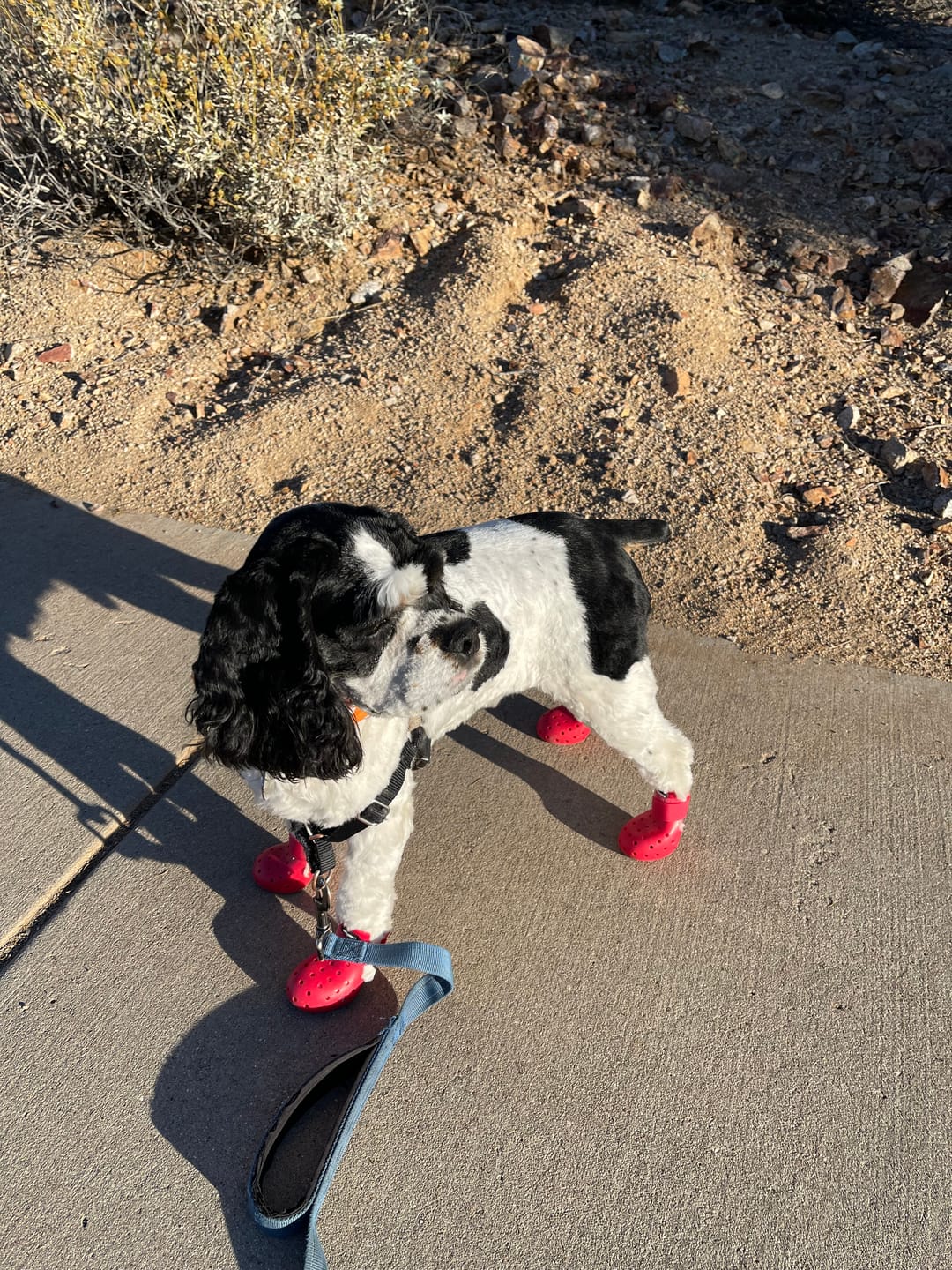 Customer photo review of WagWellies® Mojave