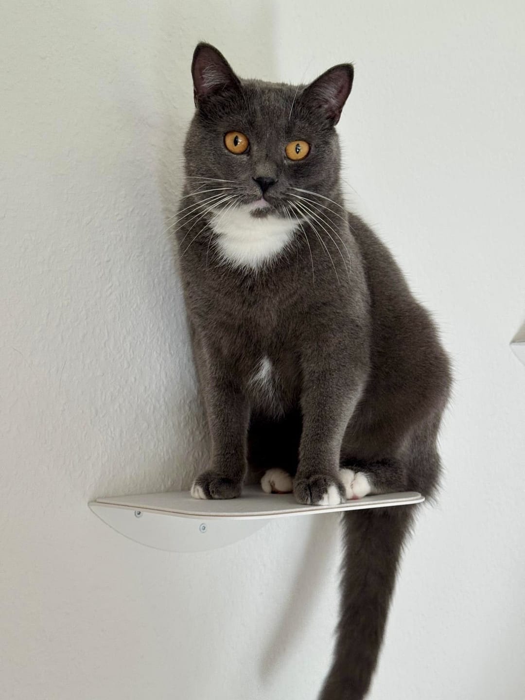 Customer photo review of STYA Katzen Kletterwand | Katzen Treppe WL140 | Mit 3 Stufen