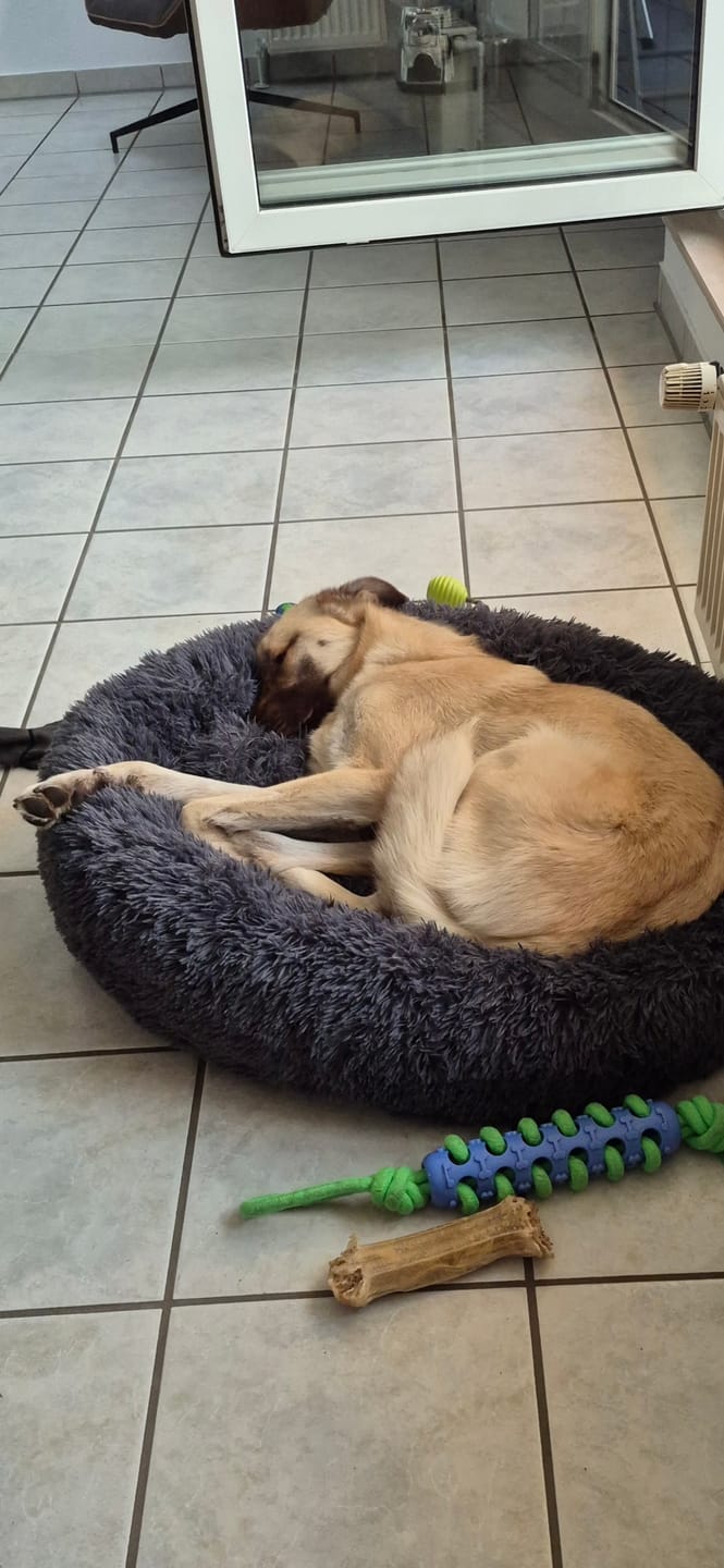 Customer photo review of Puppery Hundebett Wolke 7 - Das Original