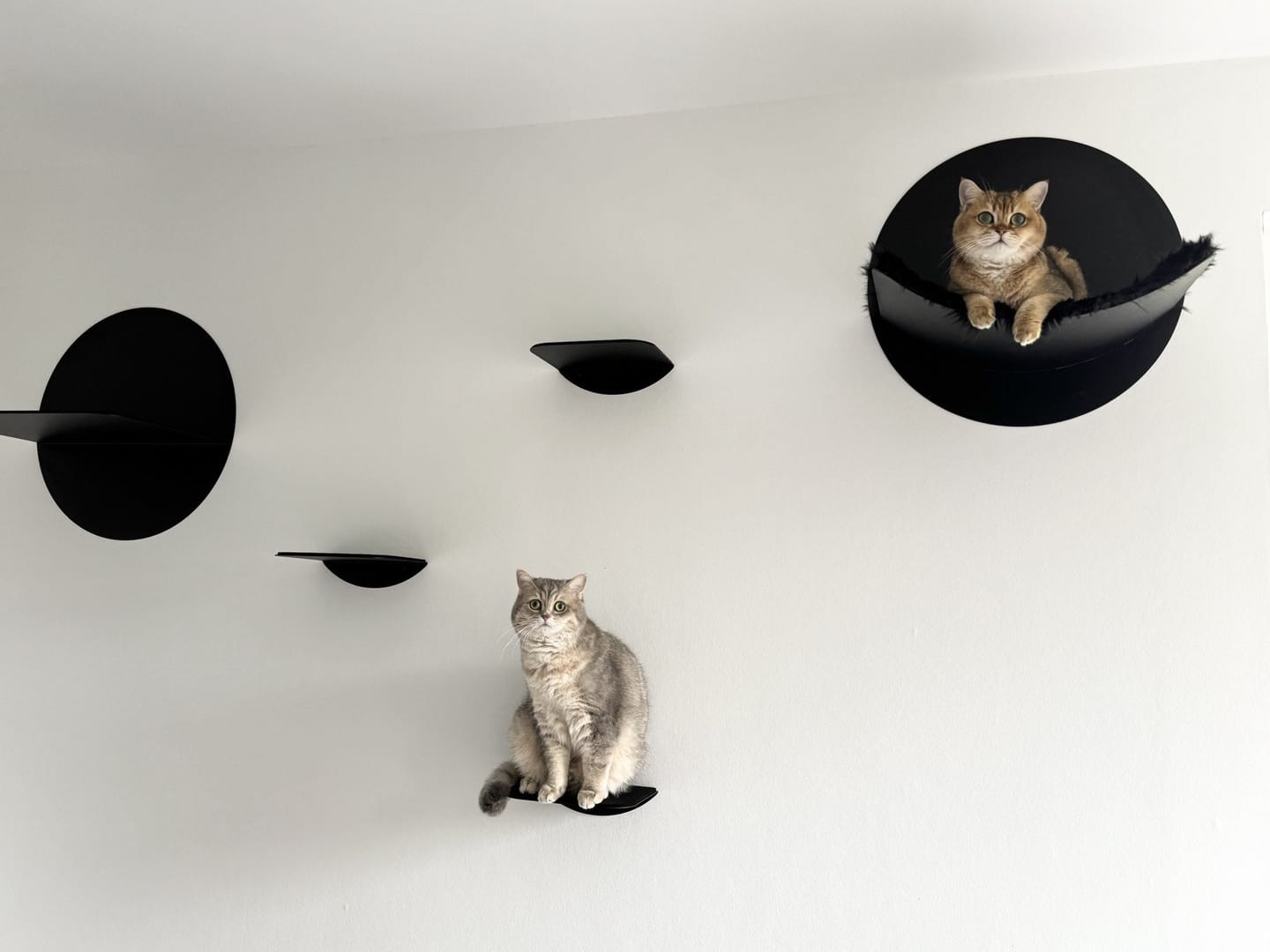Customer photo review of STYA Katzen Kletterwand | Katzen Treppe WL140 | Mit 3 Stufen