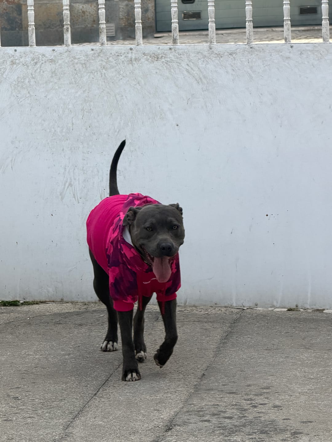 Customer photo review of Fuchsia Camo Dog Hoodie