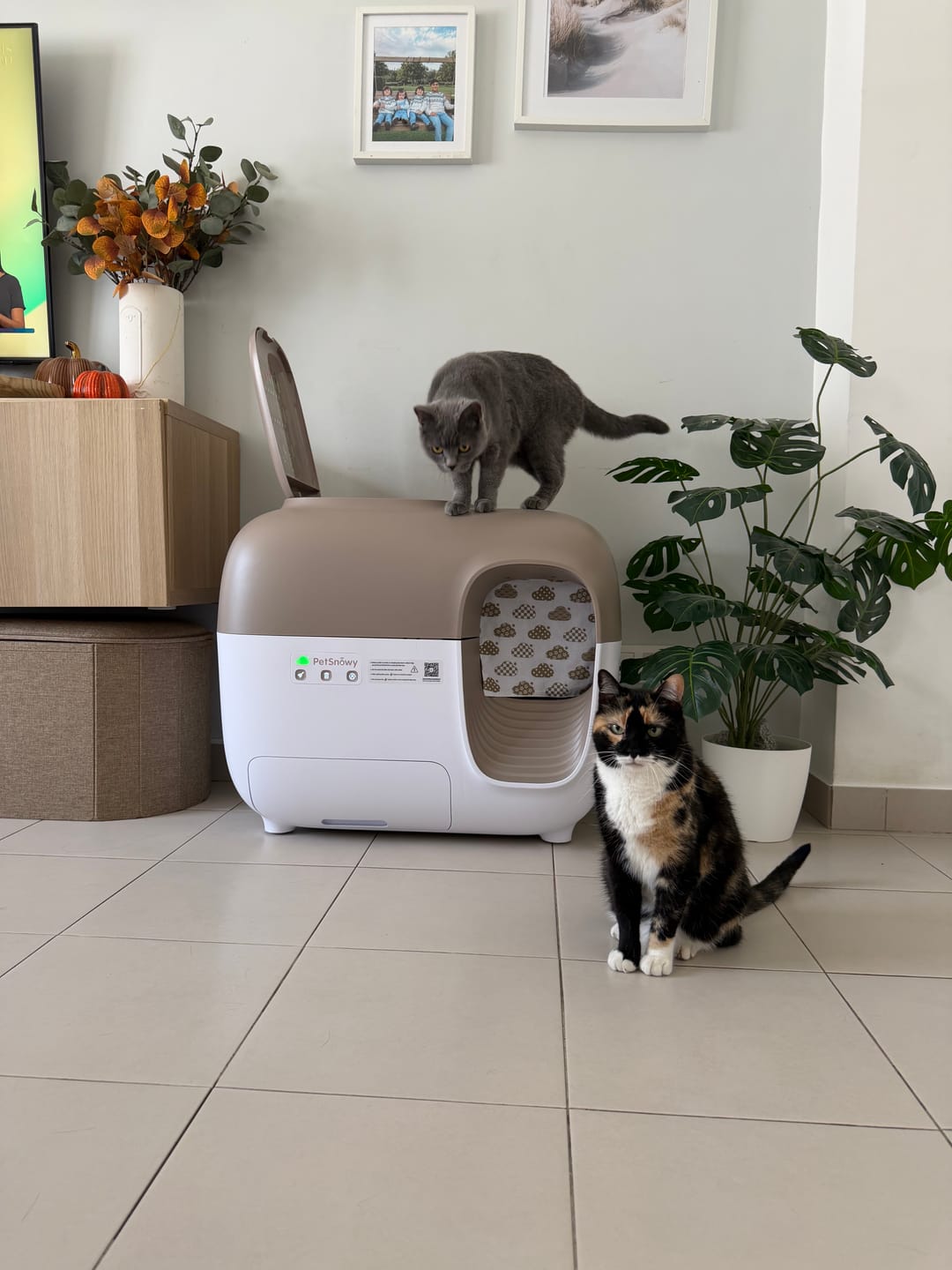 Customer photo review of Self-Cleaning Litter Box