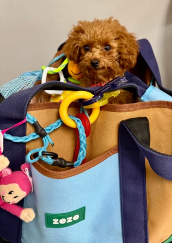 Customer photo review of Urban Palette Travel Tote