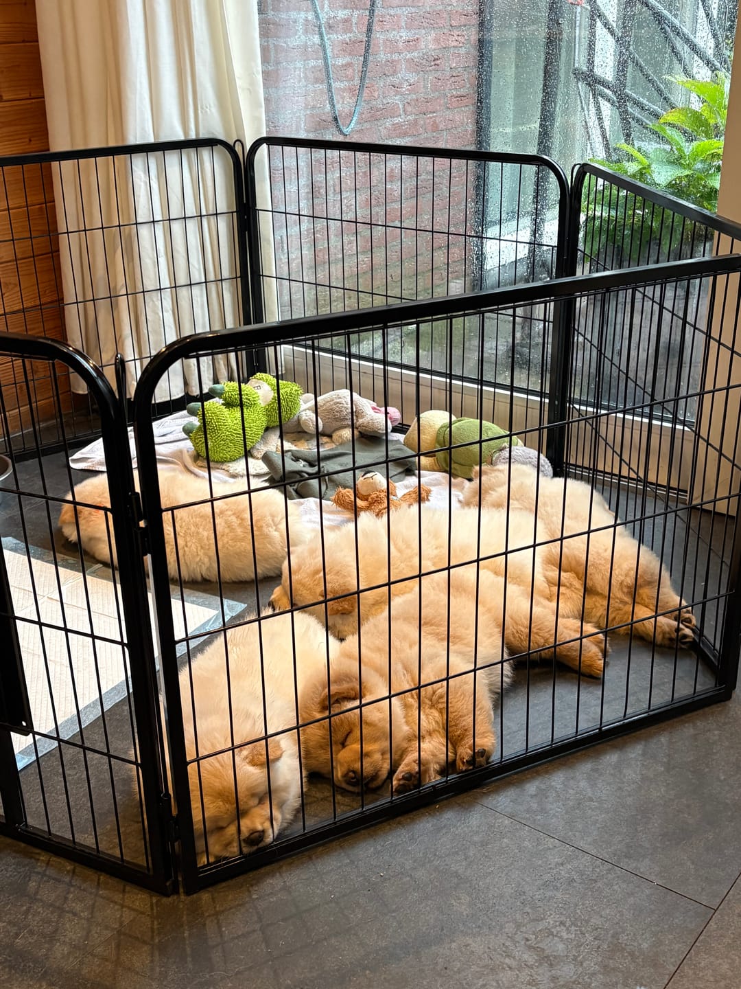 Customer photo review of Avalo Puppyren Ø210cm Opvouwbaar Zwart - 8 panelen 80x60cm - Dierenren / Konijnenren / Hondenren