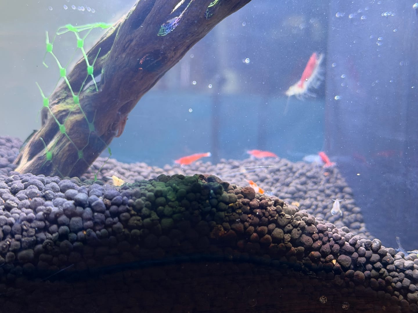 Customer photo review of Neocaridina Skittles Shrimp Pack – Assorted Freshwater Colors