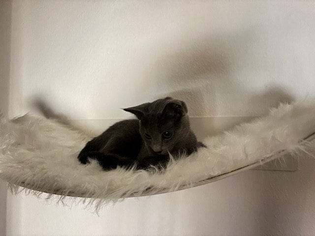Customer photo review of STYA Katzen Kletterwand | XXL Hängematte WL370