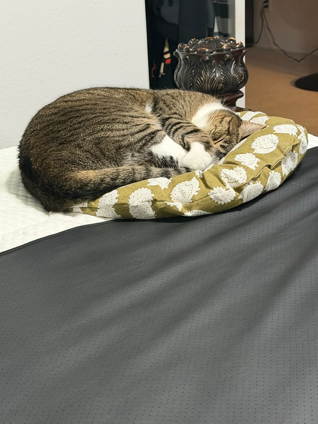 Customer photo review of Instinct Basket | Meet the first research-backed natural territory for indoor cats