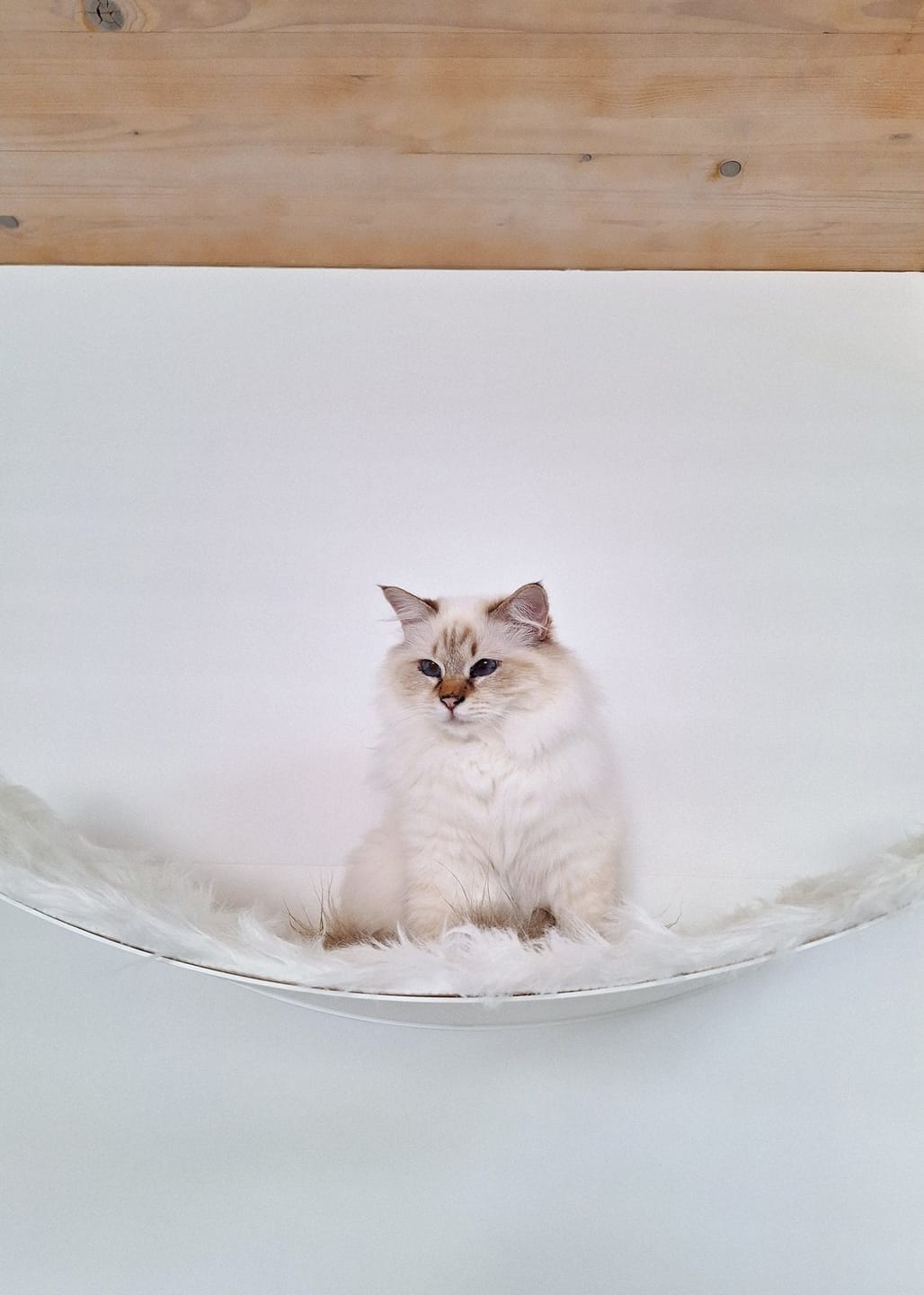 Customer photo review of STYA Katzen Kletterwand | XXL Hängematte WL170