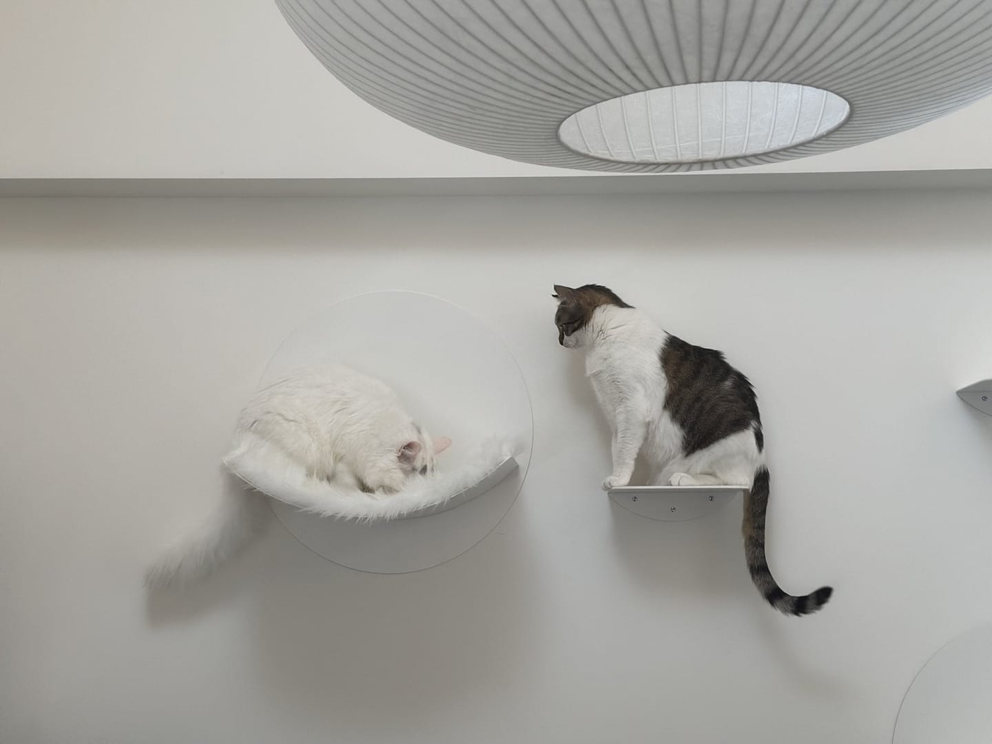 Customer photo review of STYA Katzen Kletterwand | Hängematte WL110