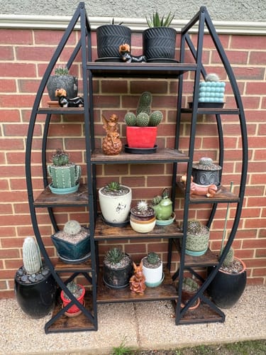 Customer's Miss Angelique fairy statue displayed on a metal shelf filled with various potted cacti and succulents.