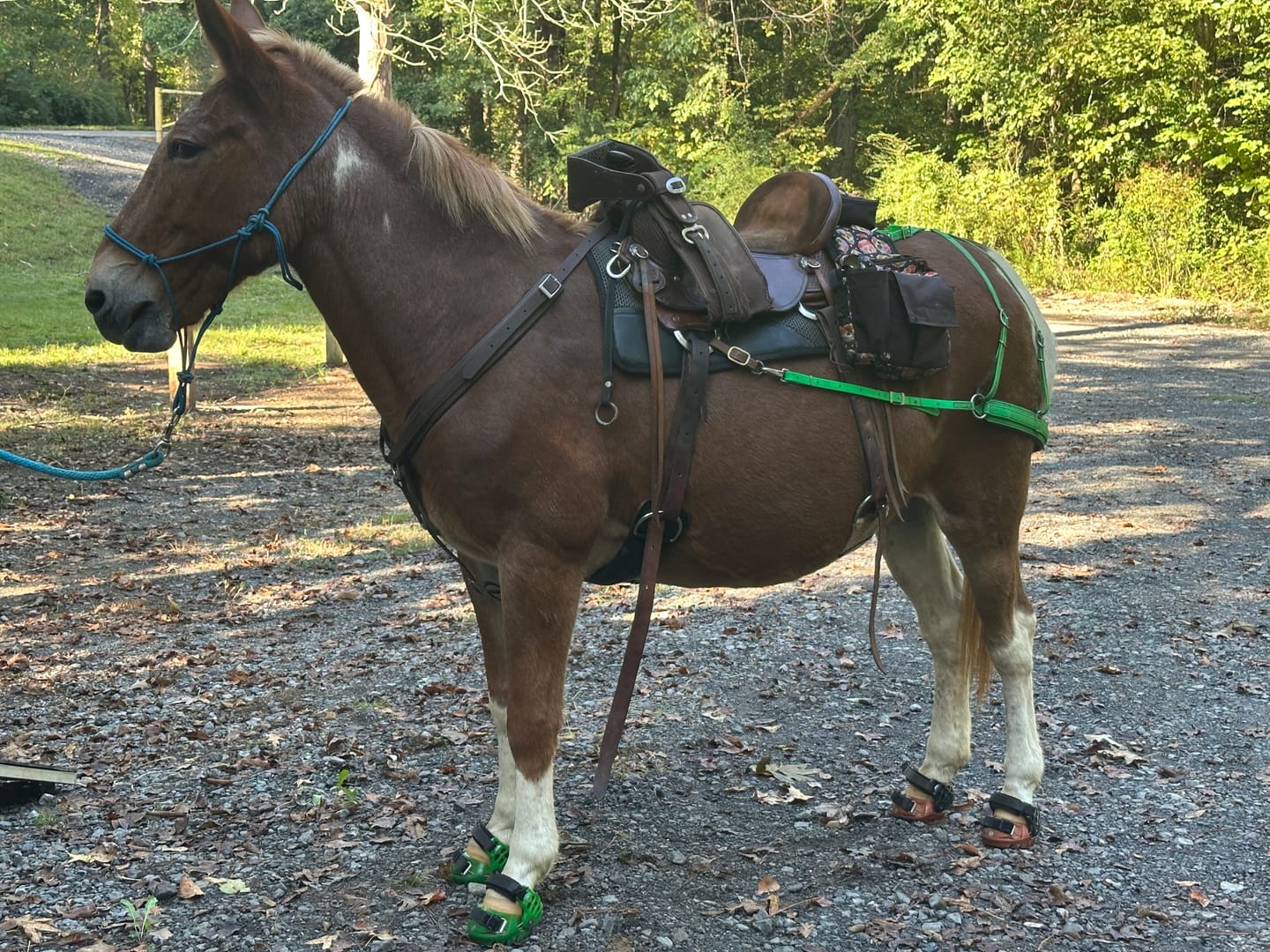 Customer photo review of Renegade® Classic Hoof Boot - Sport Orange