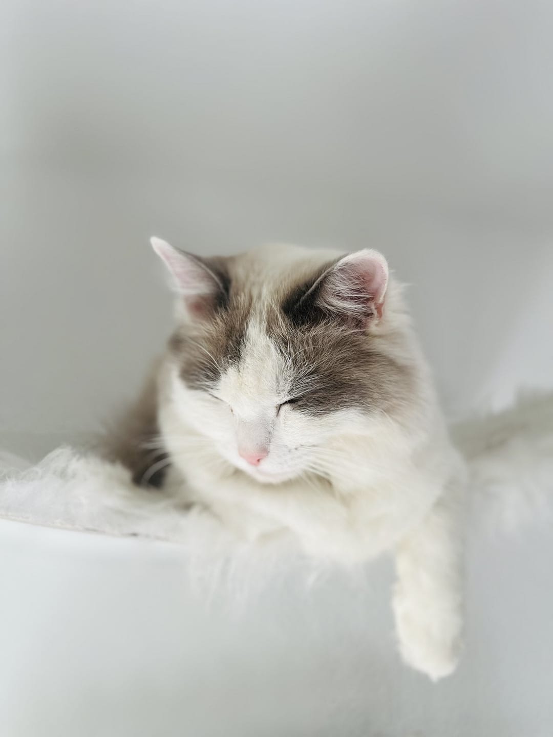 Customer photo review of STYA Katzen Kletterwand | XXL Hängematte WL370