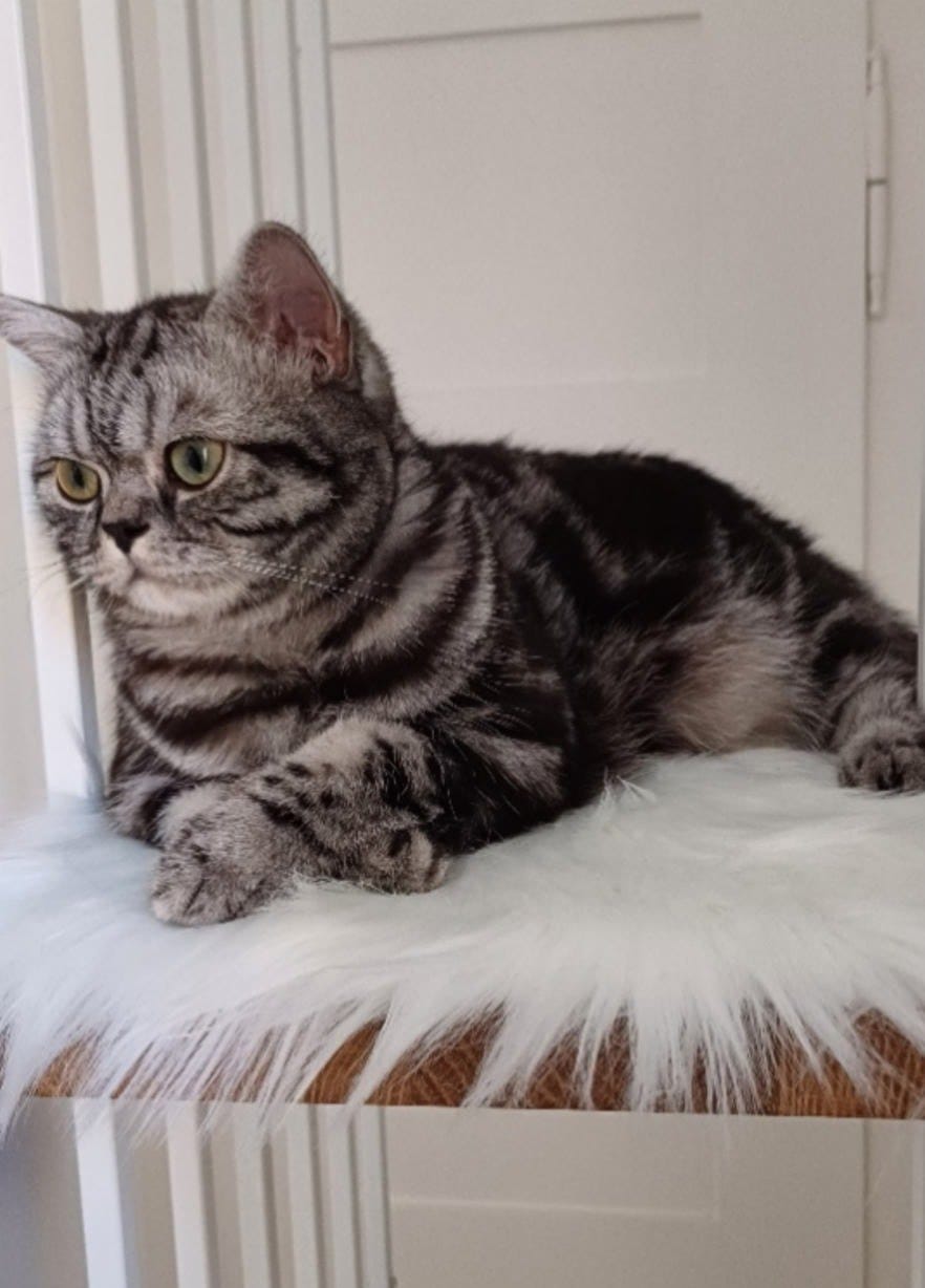 Customer photo review of STYA Katzen Kratzbaum MS210