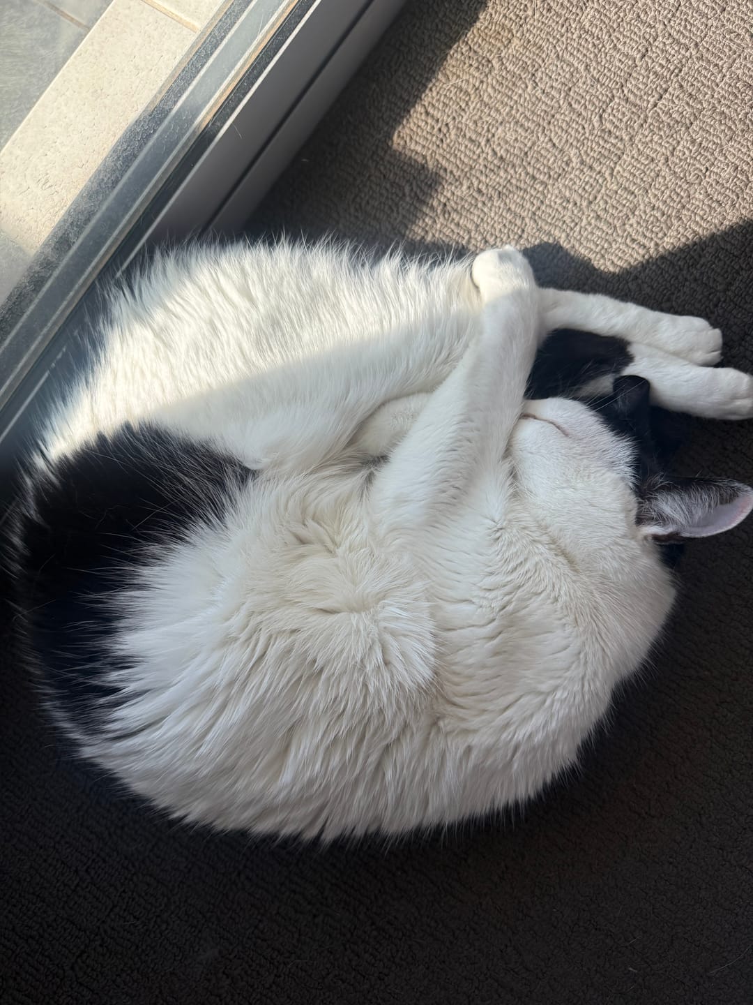 Customer photo review of Fit Litter