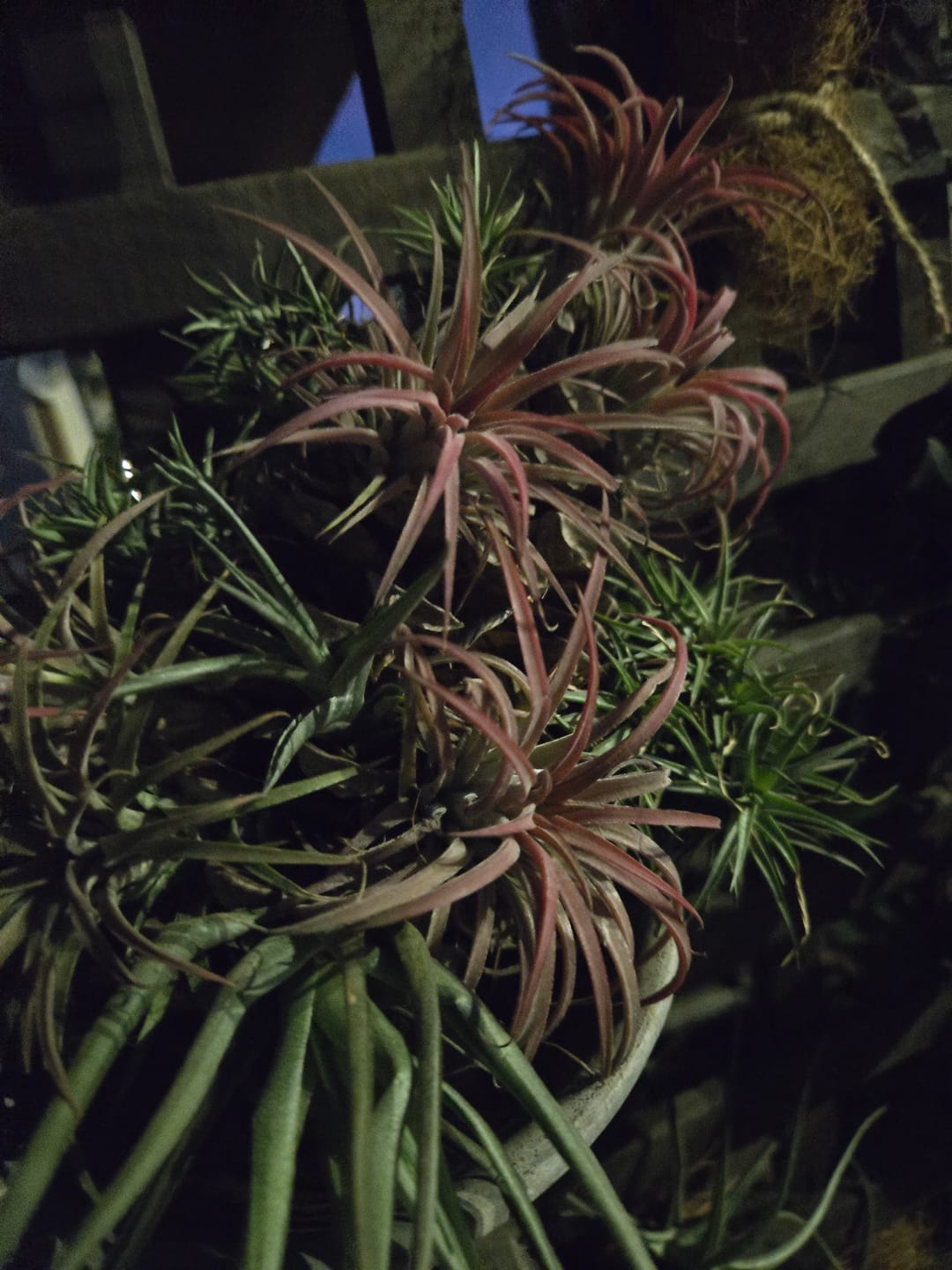Customer photo review of Tillandsia ionantha rubra
