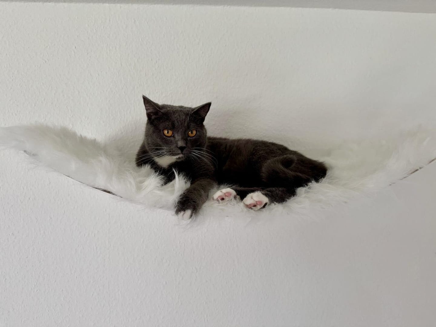 Customer photo review of STYA Katzen Kletterwand | Set Minimalist Hängematte XXL | Linie WL100