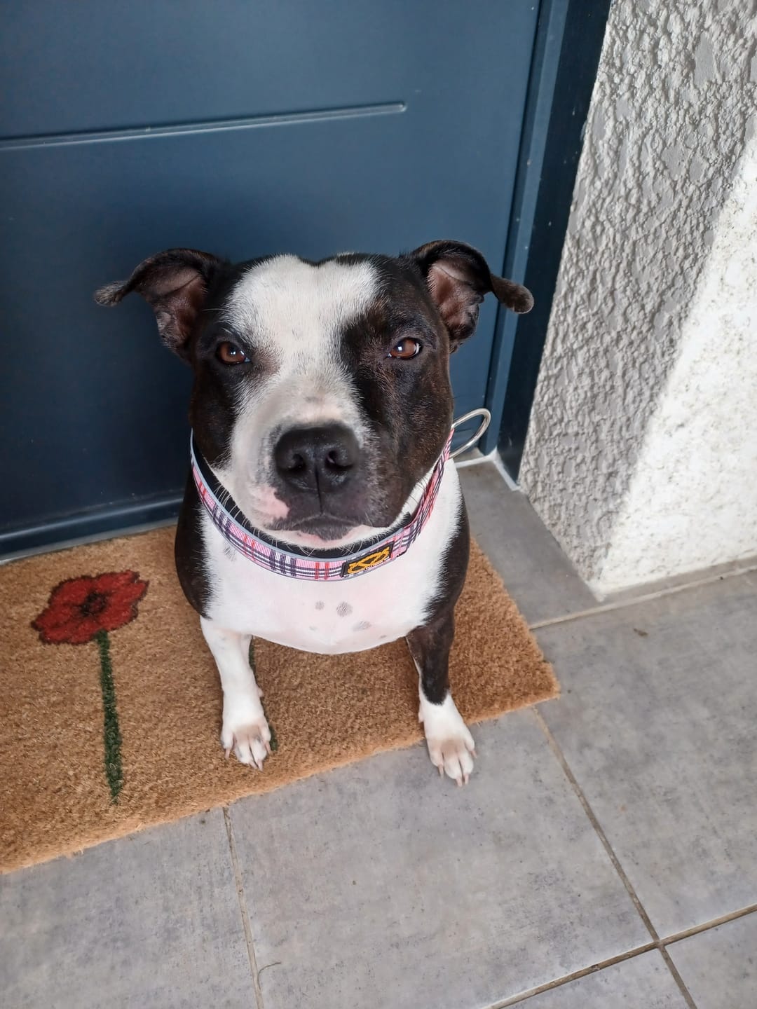 Customer photo review of Staffordshire Bull Terrier 1935® Martingale Collar - Staffburry Pink